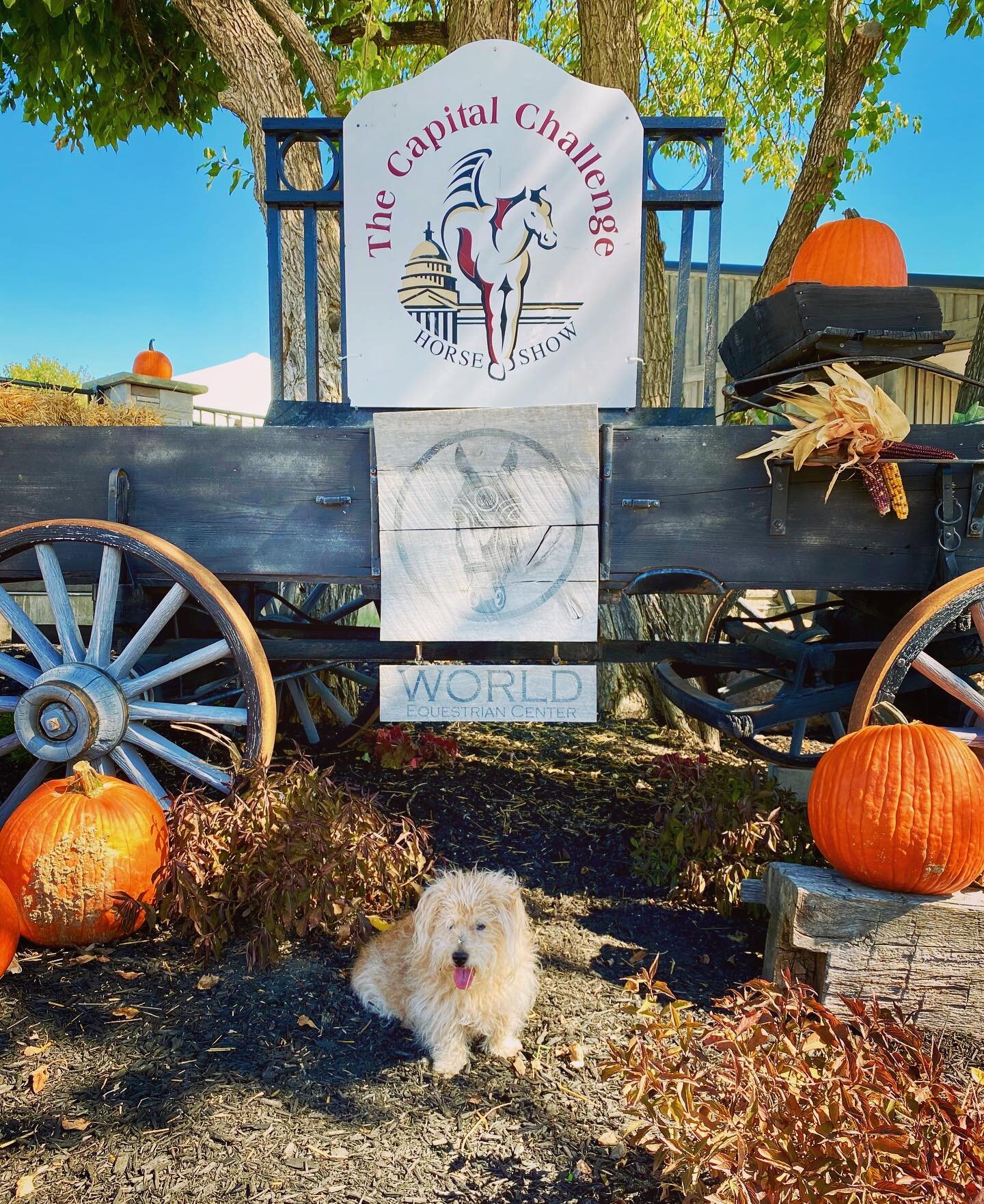 Peppermint has arrived! #horseshowlife #horseshowdog #jackrussellsofinstagram #cchs #wec