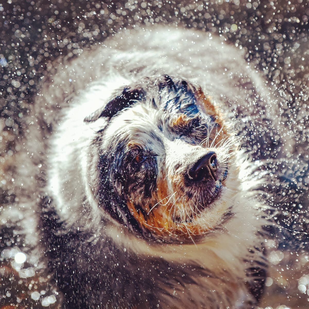 Summer Blueberry Shake! #summerday #summer2020 #dogsofinstagram #swimmingdog #australianshepherd #maplewoodstables #renonevada @tyypo