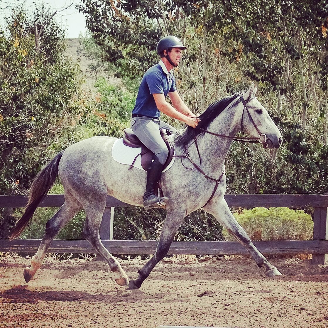 Wondering what the future holds... On Point (Osilvis&mdash;Carma, Cartouche Z) #sporthorse #showhorse #athlete #maplewoodstables #futurestar #renonevada #horsesforsale #showjumping @andrew.t.jayne @tyypo 📷