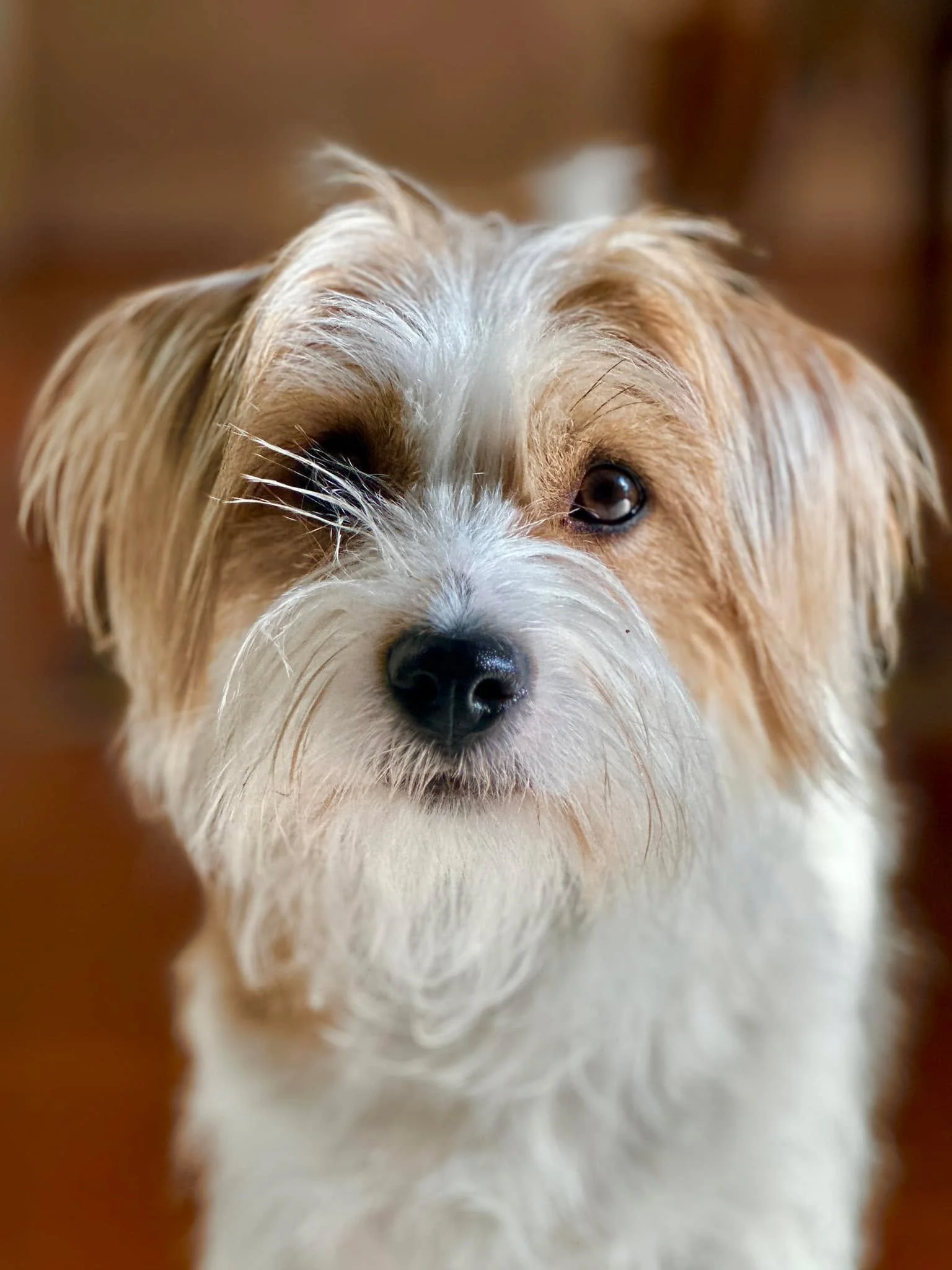 Poppy at eight months ❤️