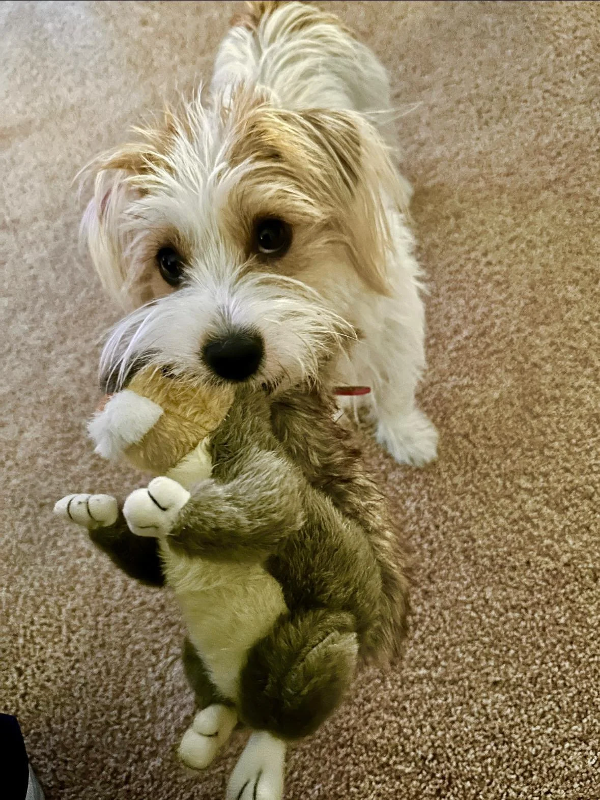 Happy Birthday to Poppy! After a year of trying, she finally caught a squirrel! 🐿️ ❤️