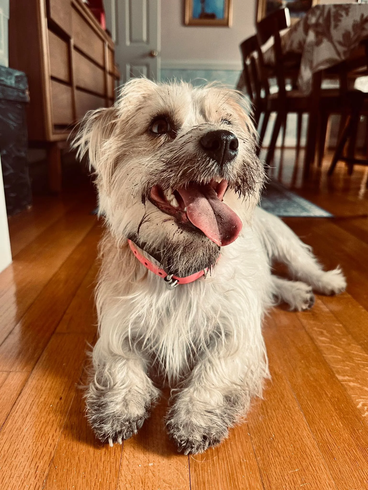 Happy Third Birthday to Poppy! Continuing to live up to her nickname as &ldquo;Poppy Pigpen!&rdquo; 🤣❤️