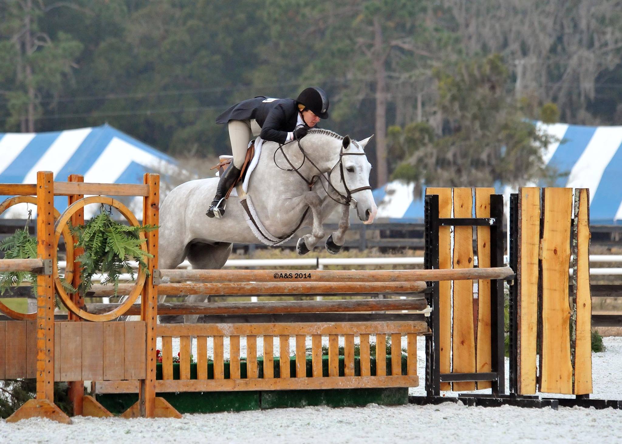 G hostwriter with Kelley Farmer before he was purchased by Pony Lane Farm