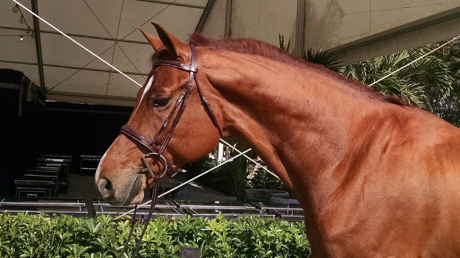 Finally Farm's new derby prospect, Shamrock.
