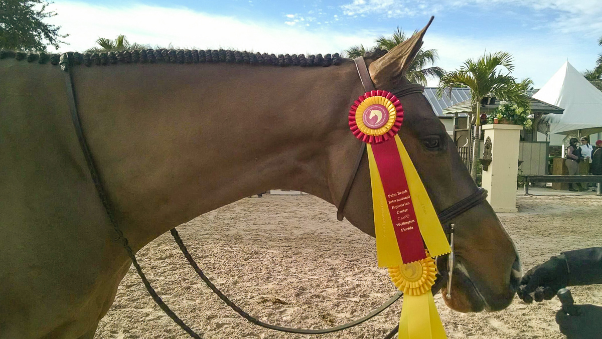 Sawyer modeling his ribbons!