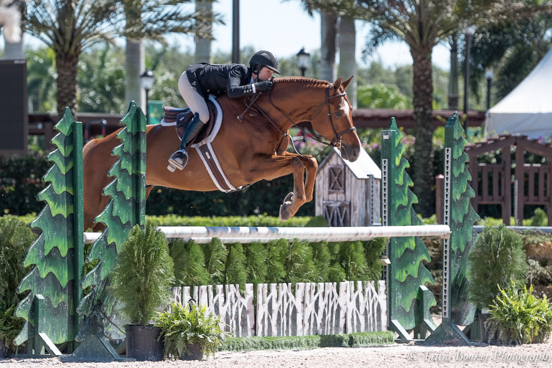Liza Boyd and Shamrock