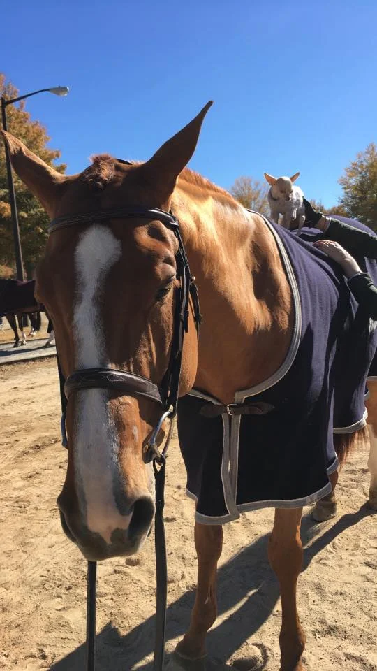 Cassanto, the perfect Junior Hunter!