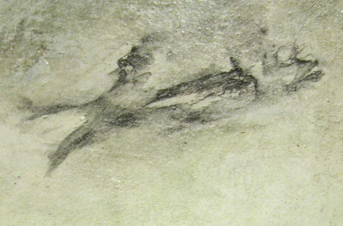FISH BACKSPLASH DETAIL