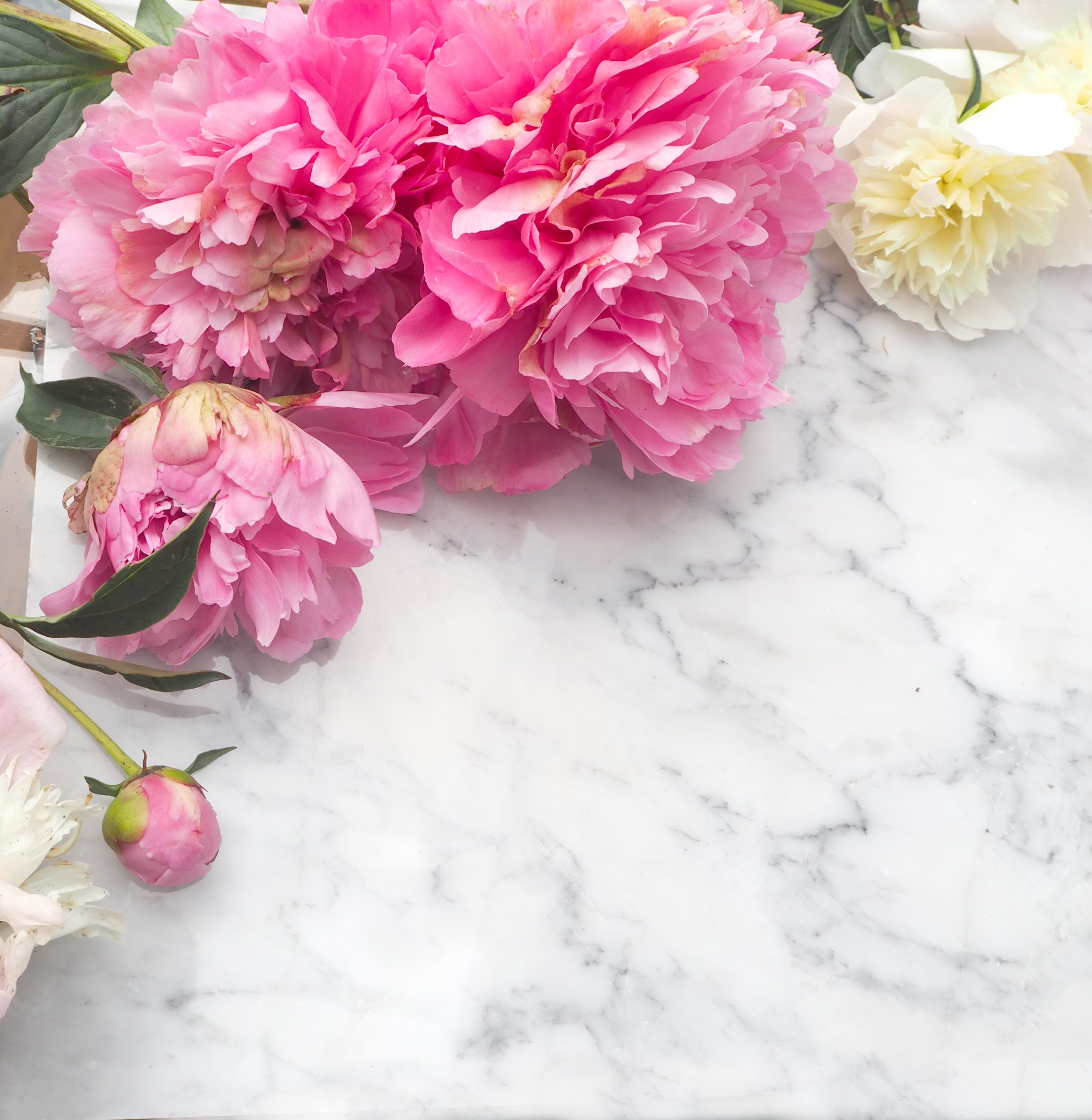 Peony5270317.JPG