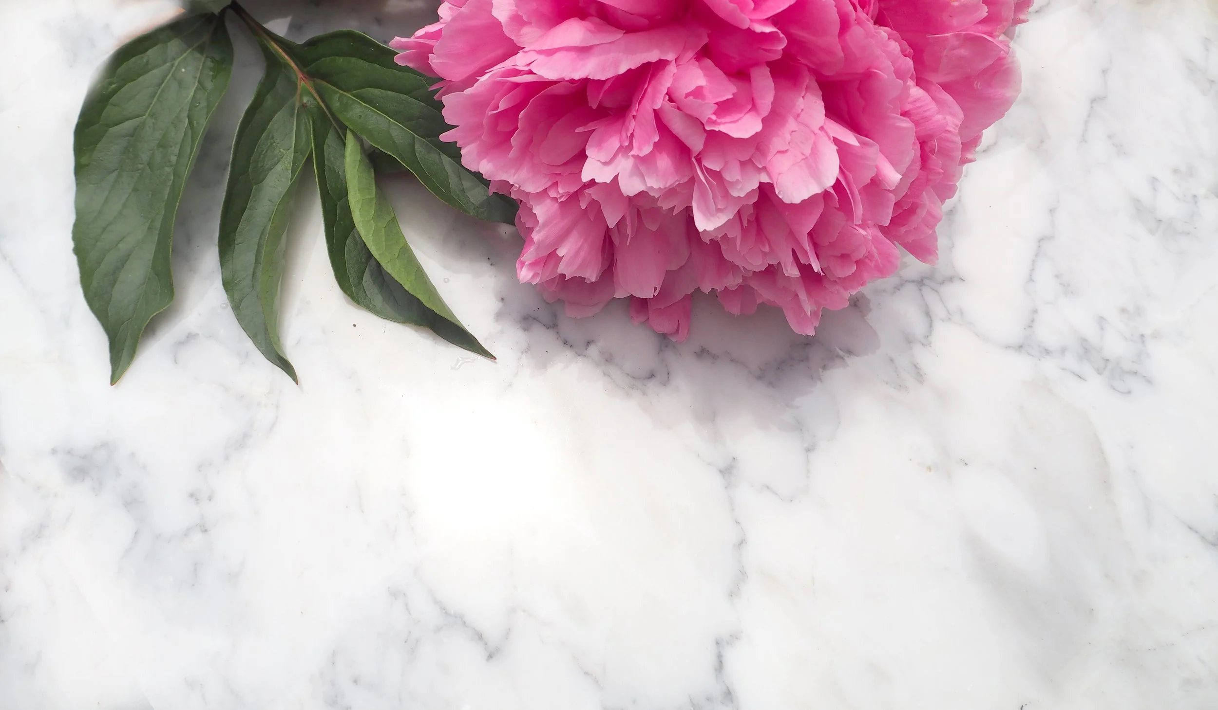 Peony5270271.JPG