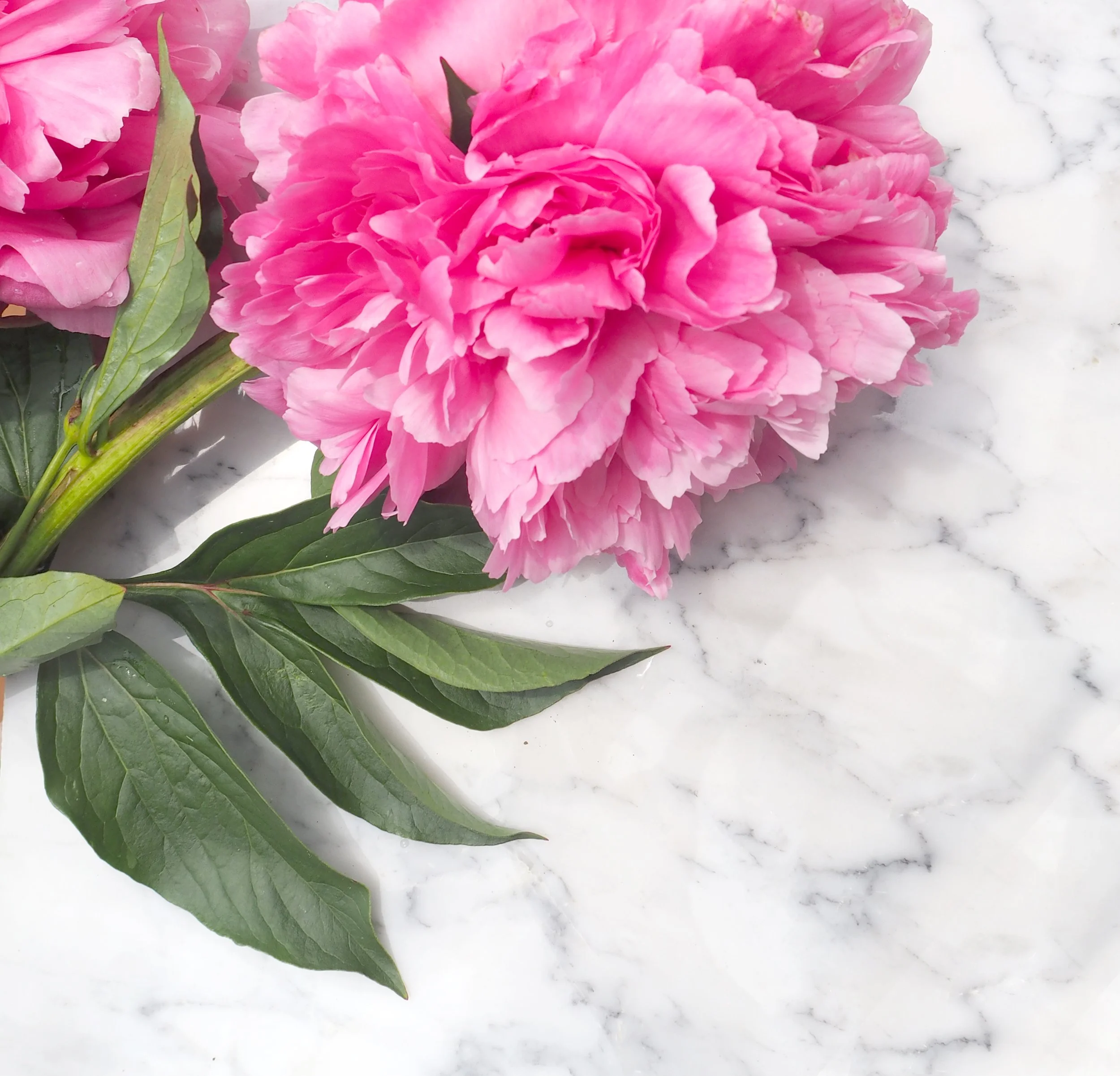 Peony5270272.JPG