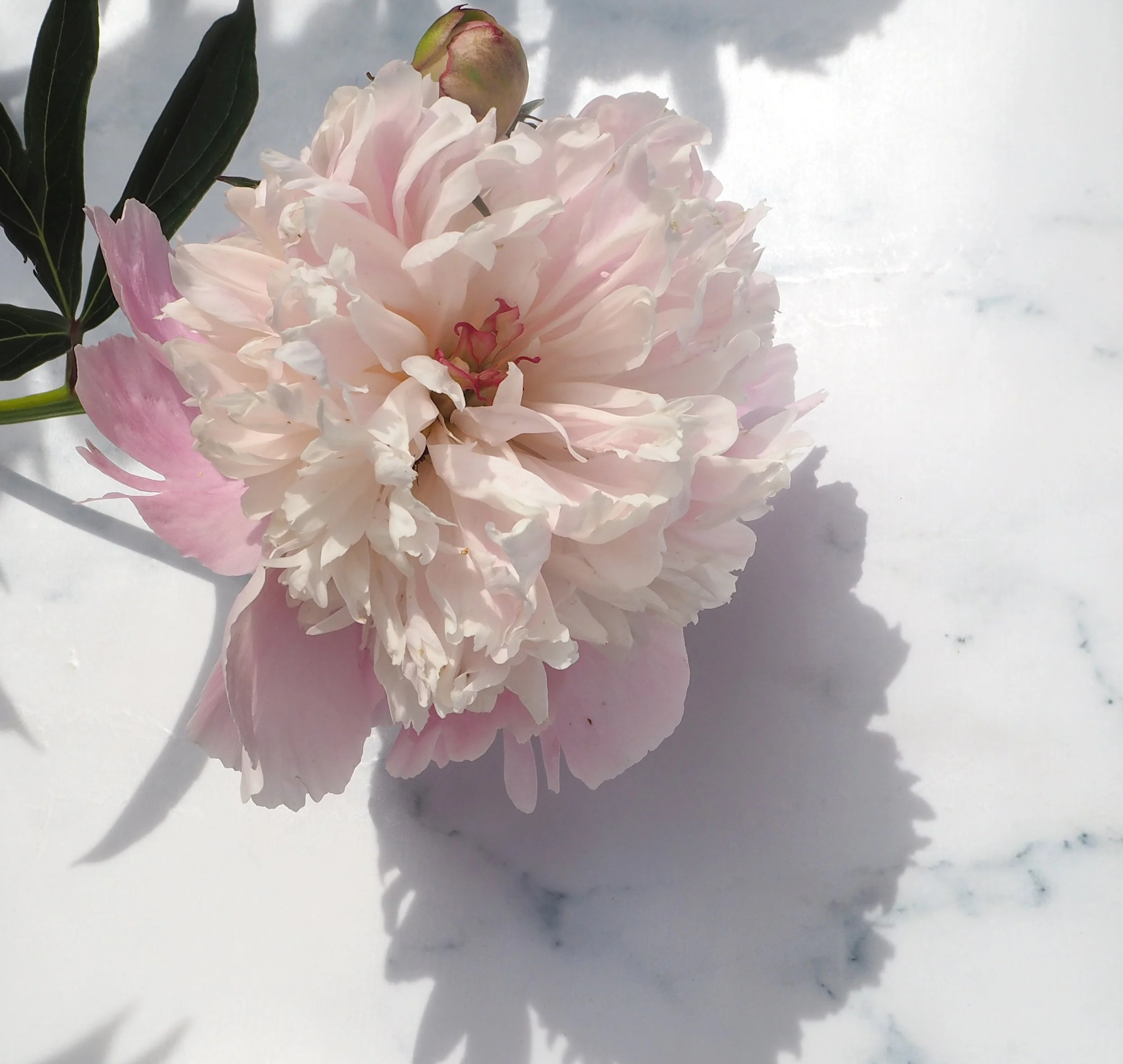 Soft Pink Peony Flower on Marble5230163.JPG
