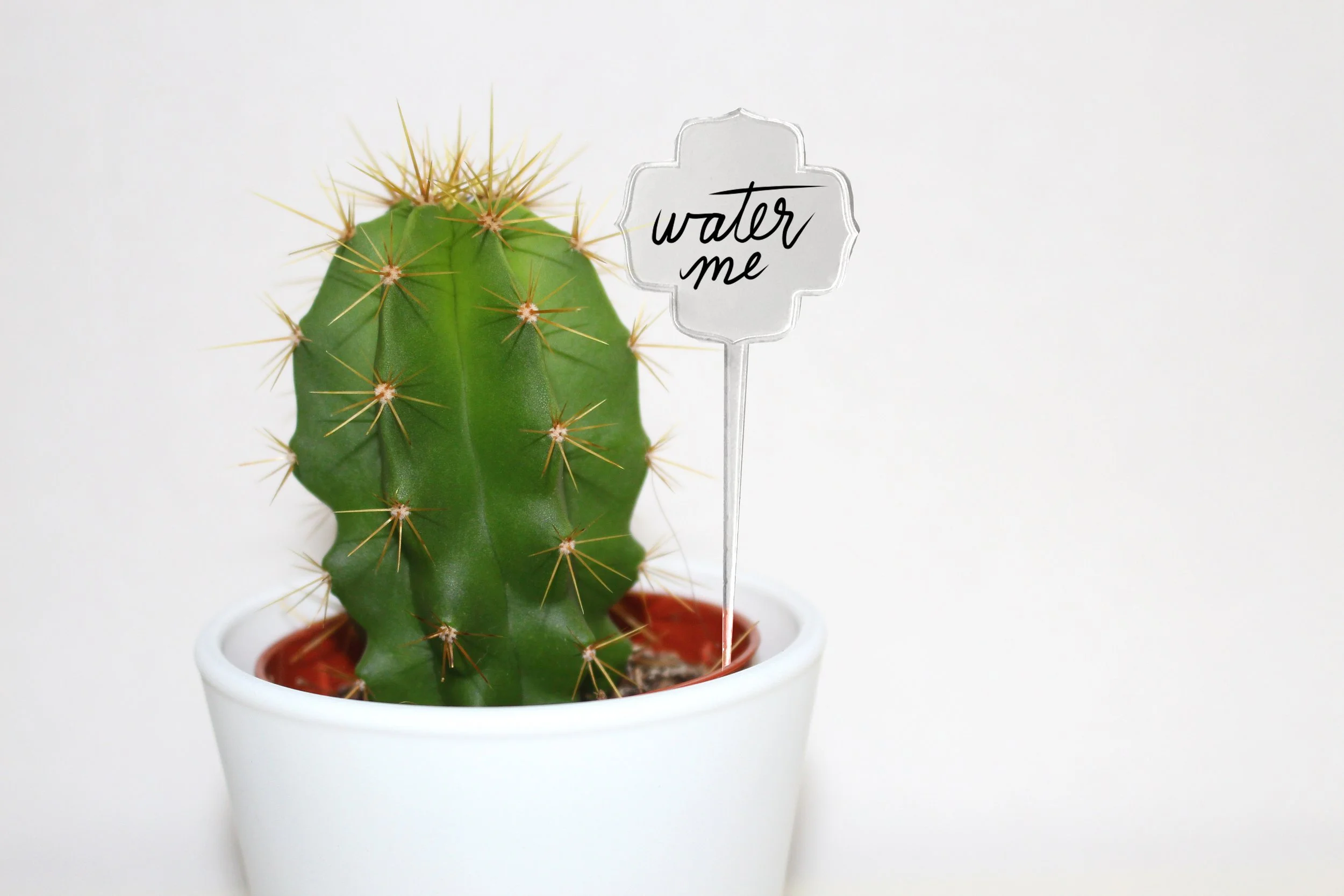 cactus-3809016 copy.jpg