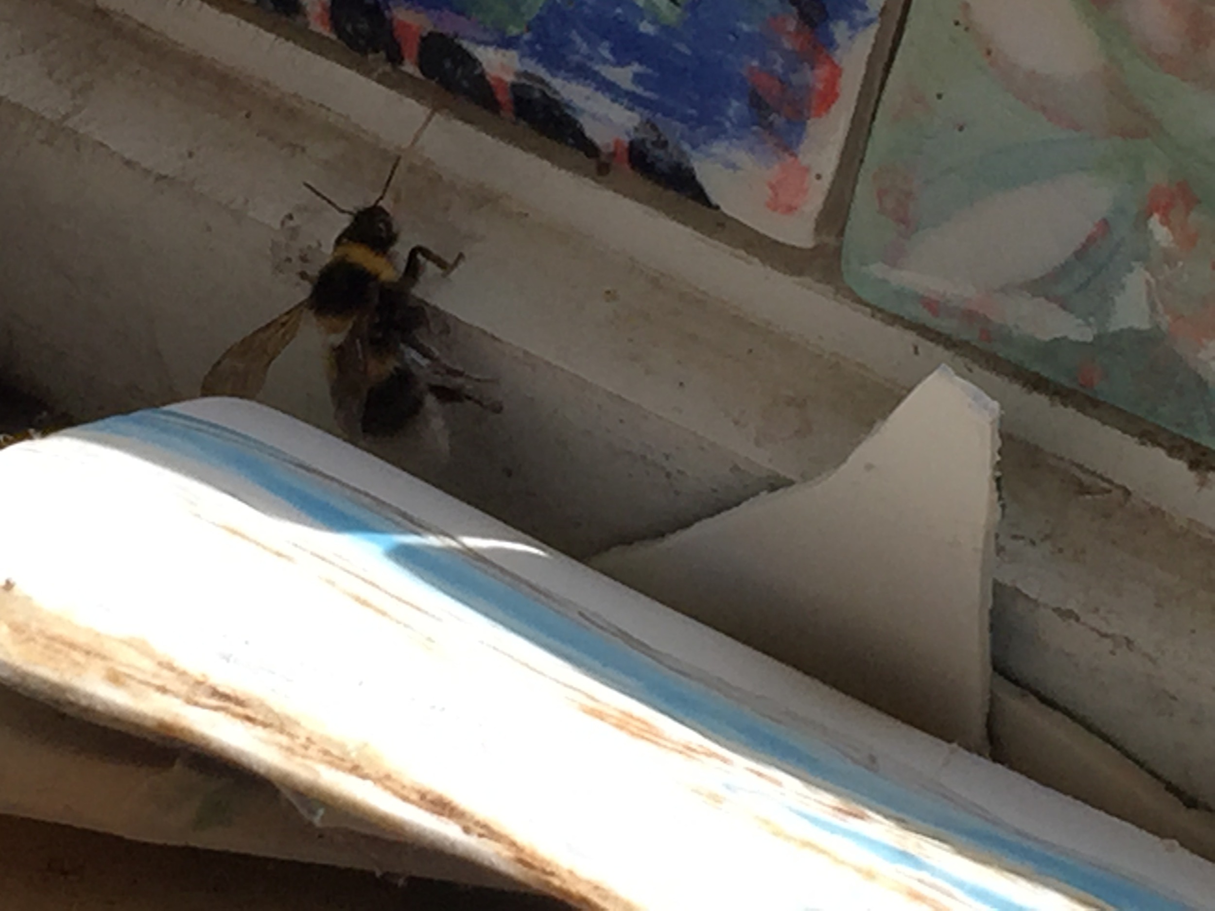 An Irish bee in Sara's studio