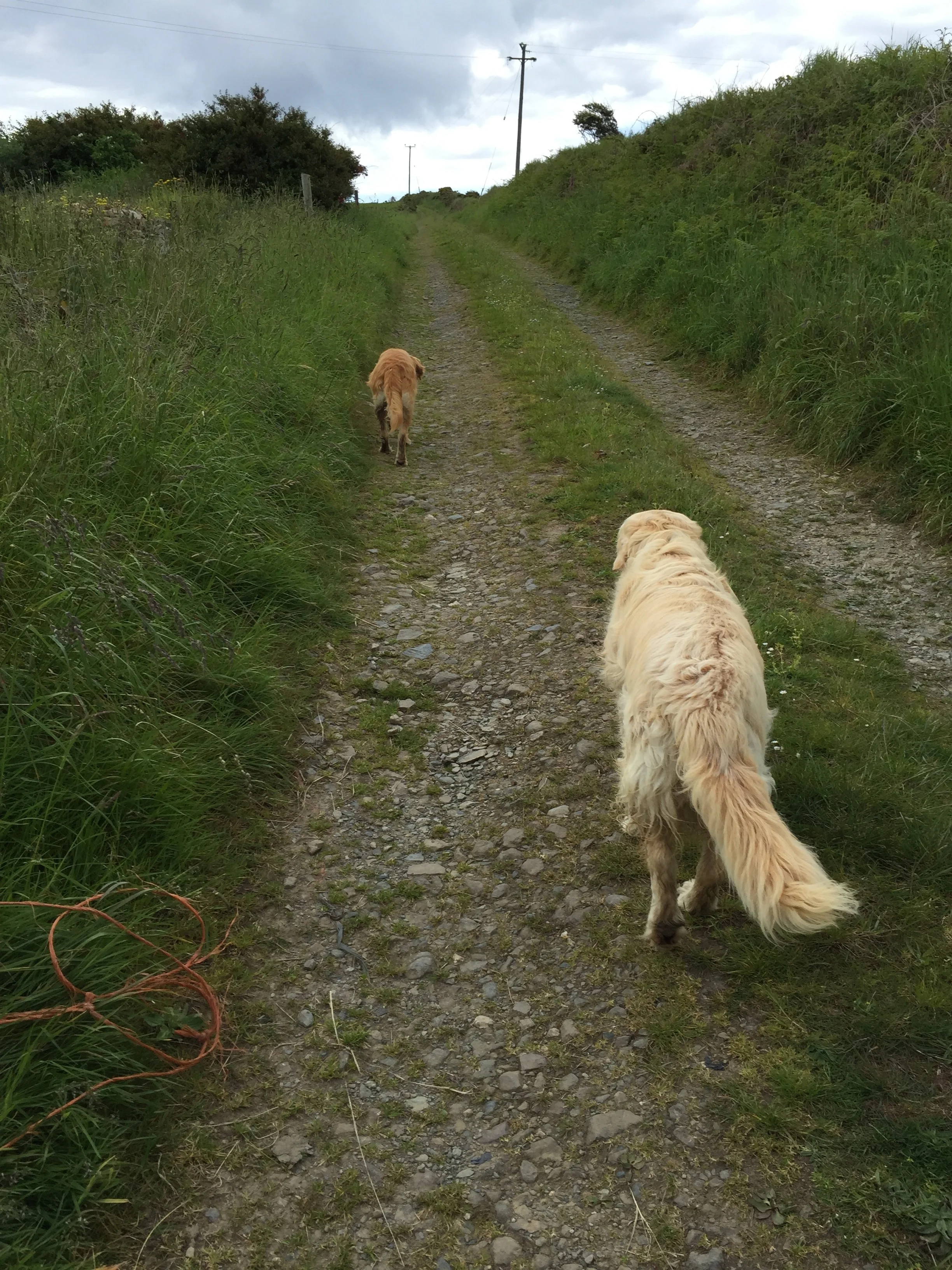 Sara's dogs take us for a walk.