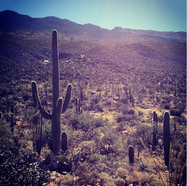 county fair productions environment photo and video conscious producers tucson carbon offset