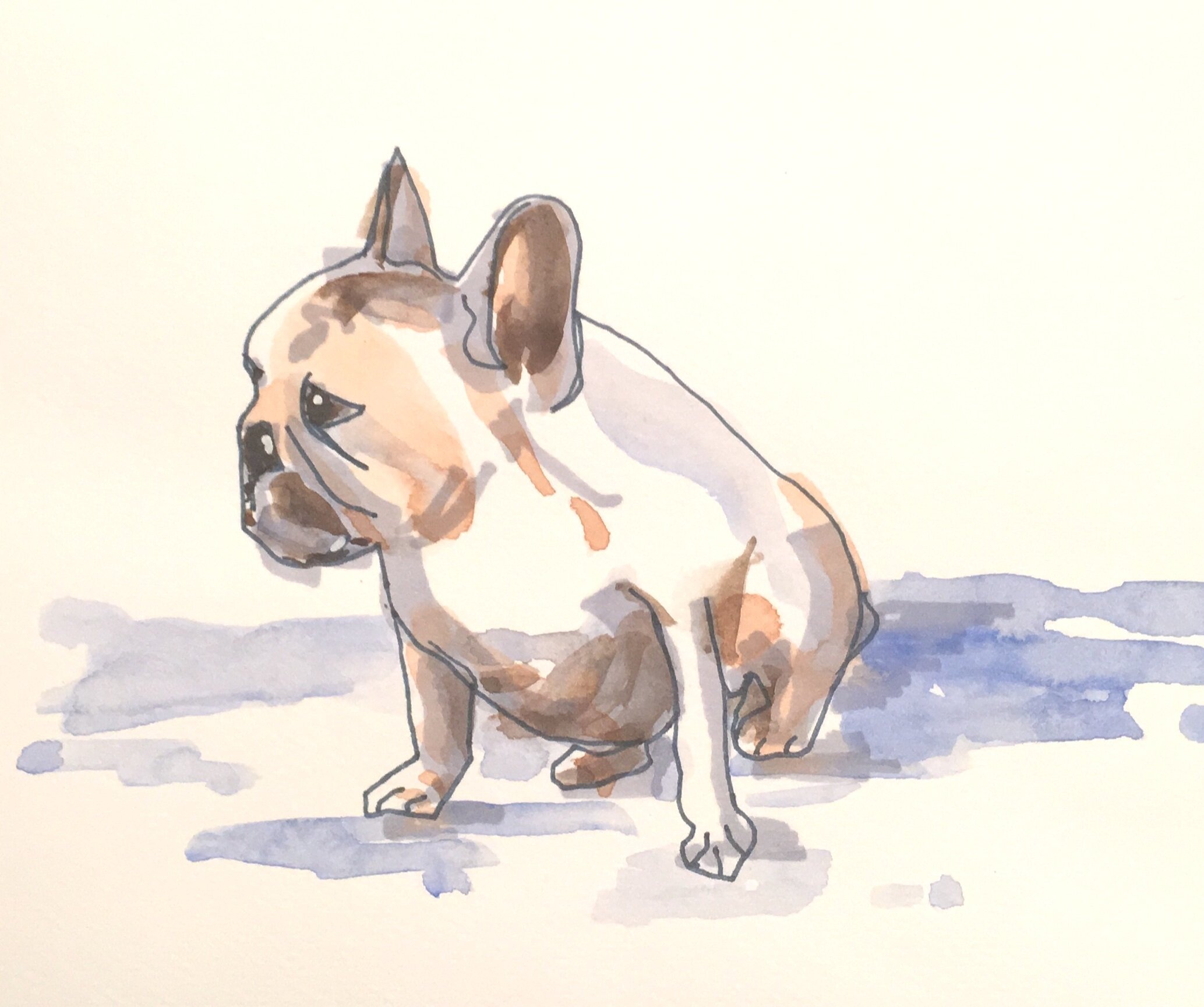 Barnaby, French Bulldog