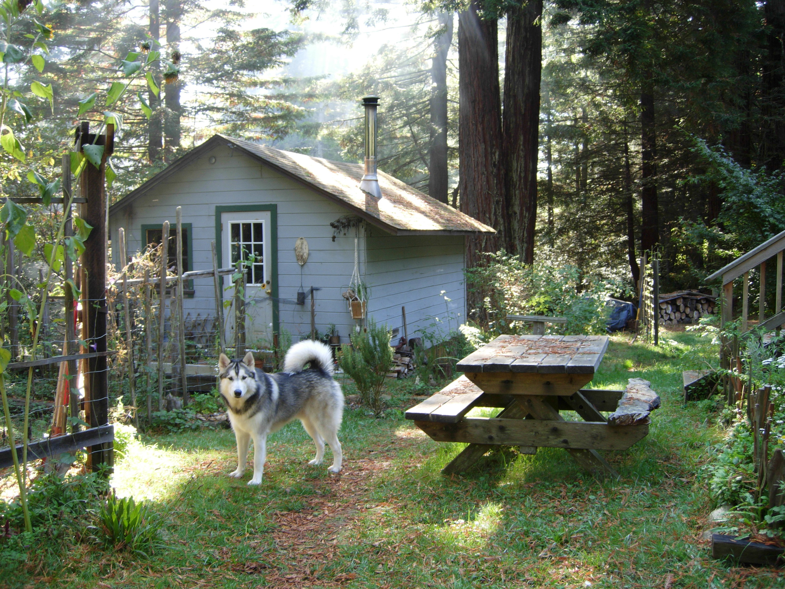 Buck - Humboldt County, CA