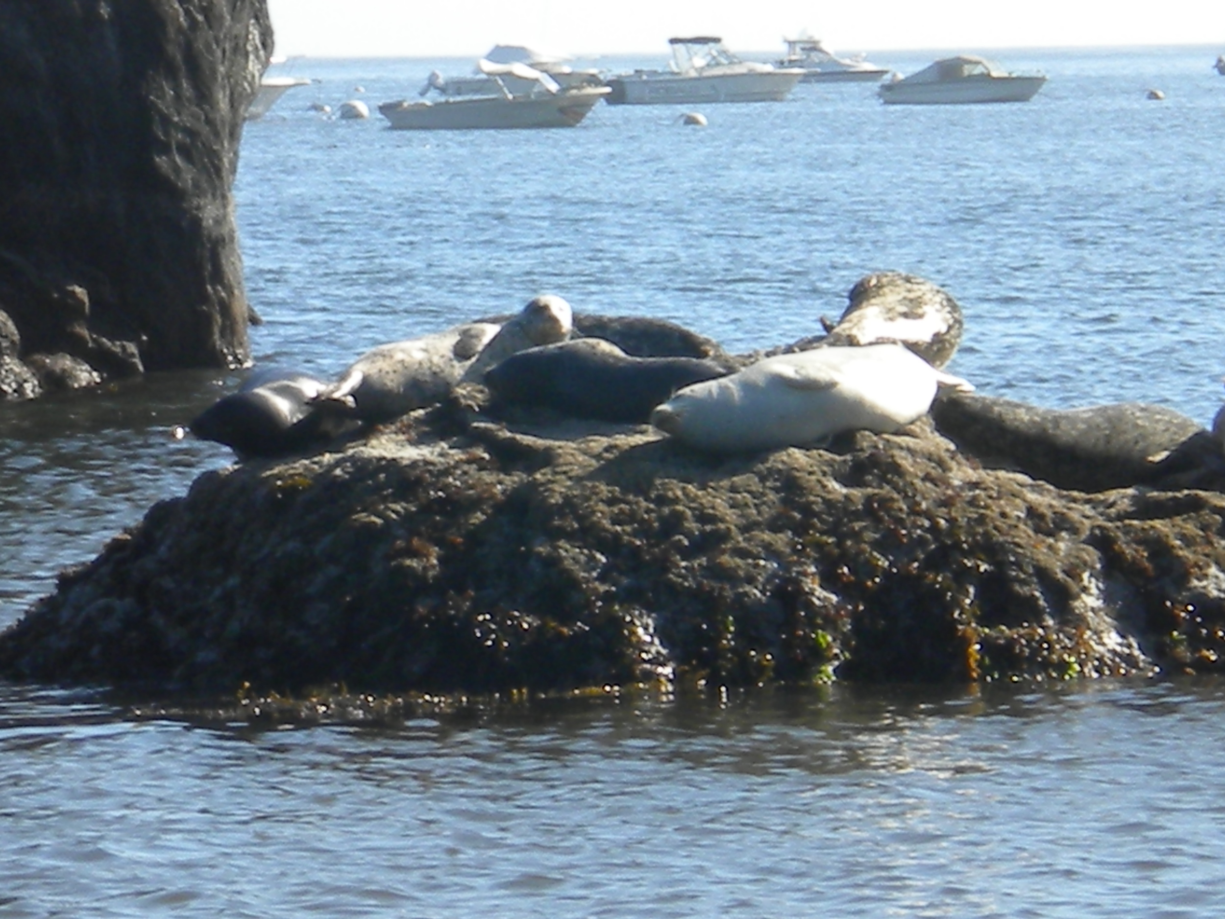 Lazy Seals - Humboldt County, CA