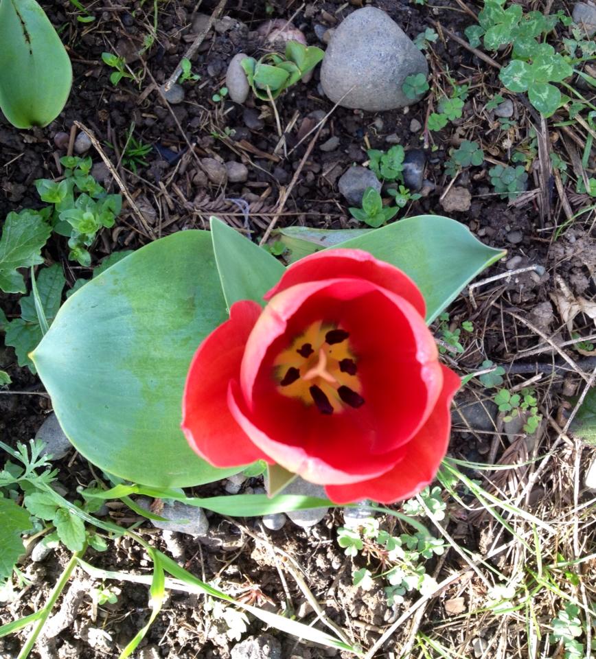 Tulip Perfection