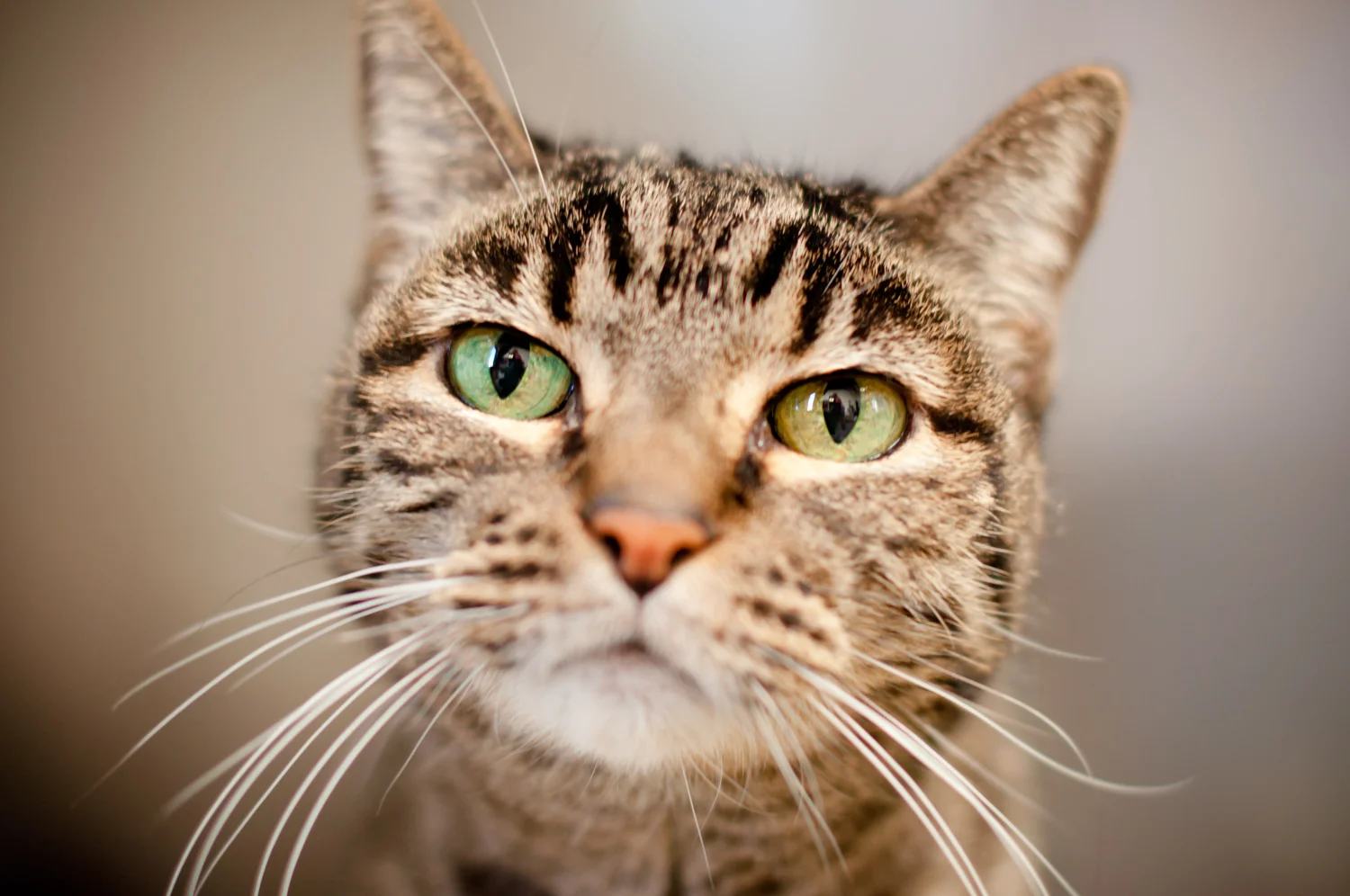 services-cat-visit.jpg