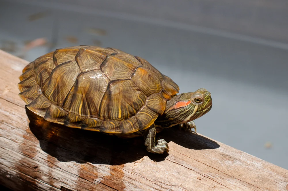services-small-animal-3.jpg