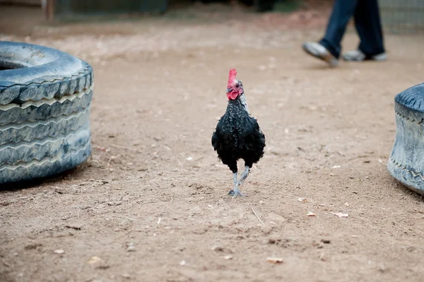 rooster.jpg