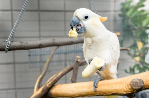 biird.jpg