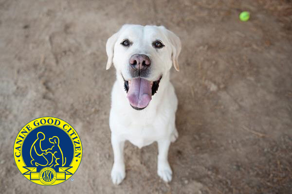 american kennel club canine good citizen