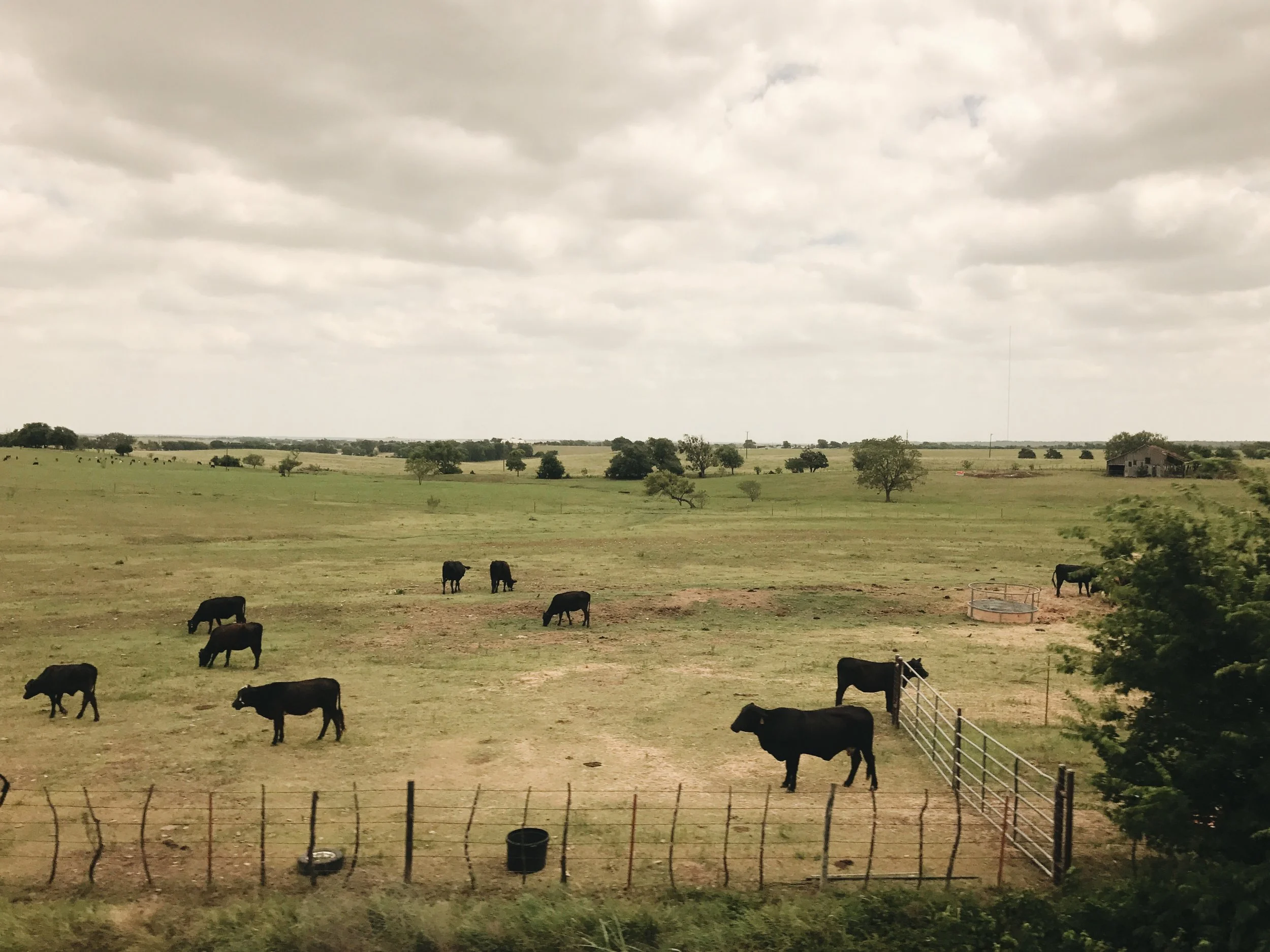 Roaming cows in Mc Gregor, TX
