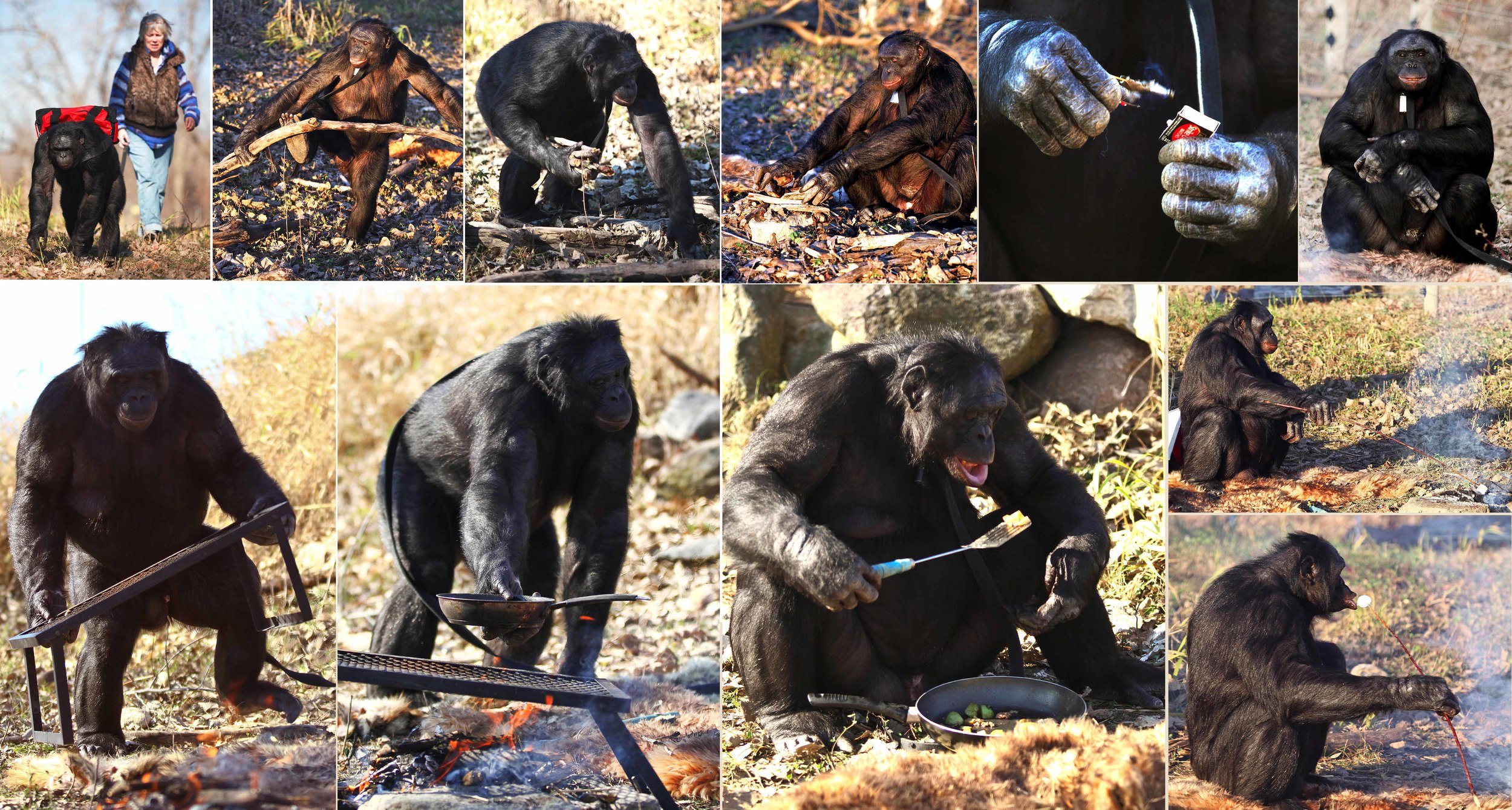 Kanzi the chimpanzee can start fires and cook, making him one of the world’s smartest monkeys