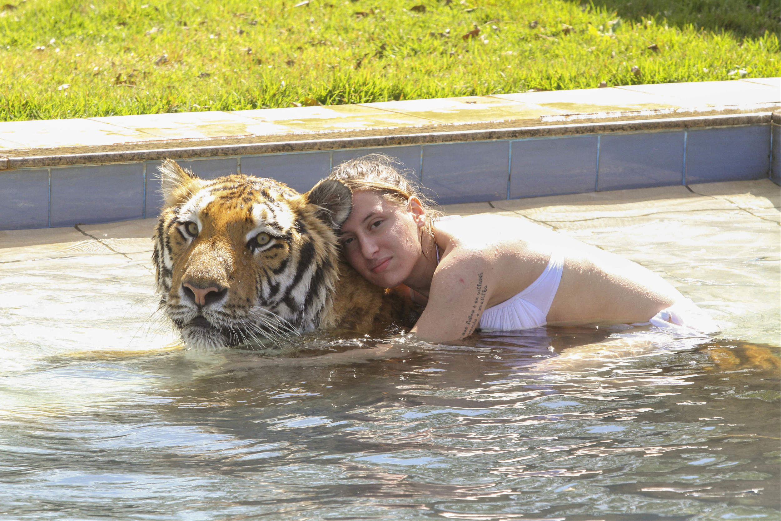 Daredevil Nayara regularly goes swimming with Tom, the 35-stone tiger, to keep him in shape.