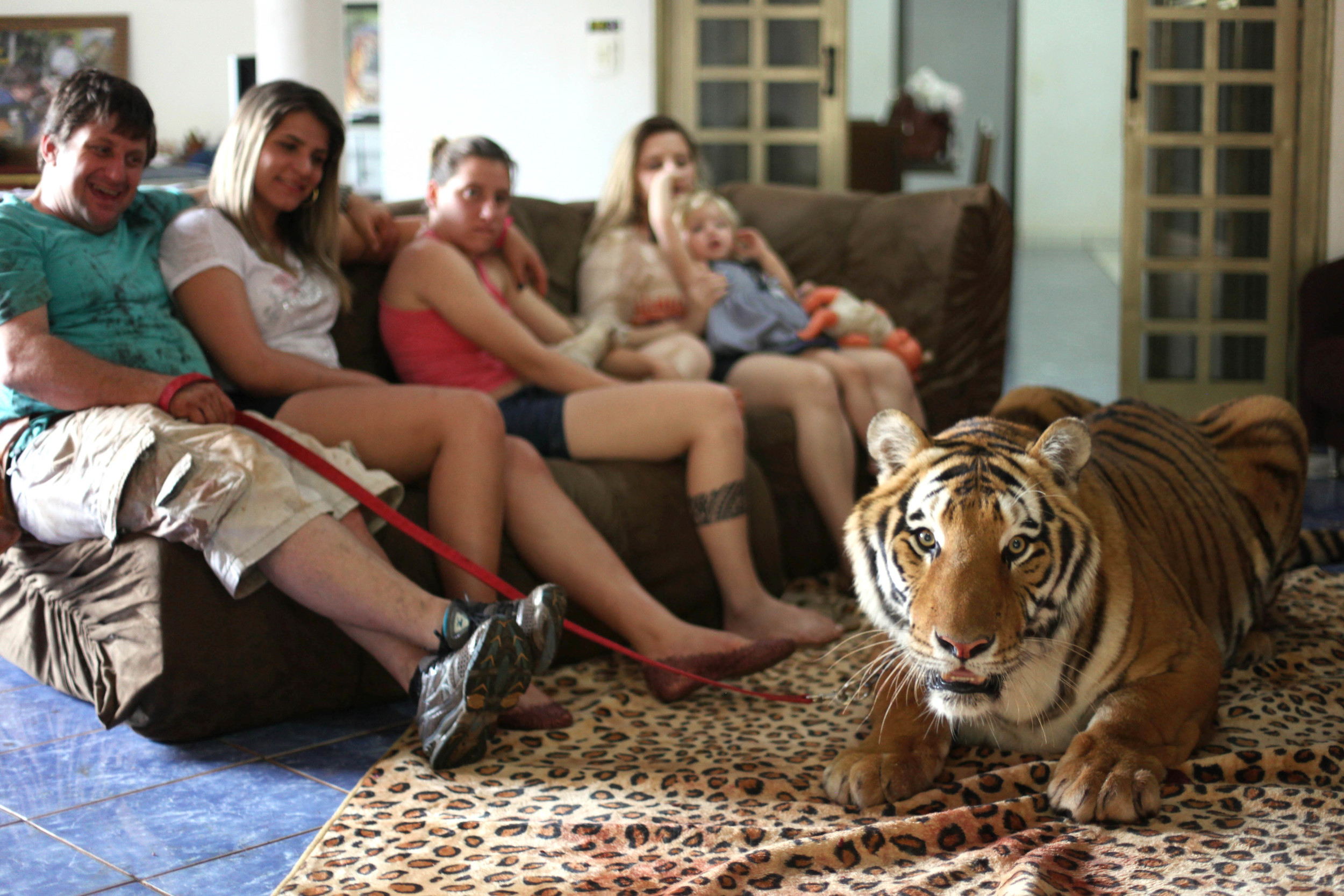 Family Share Home With Pet Tigers