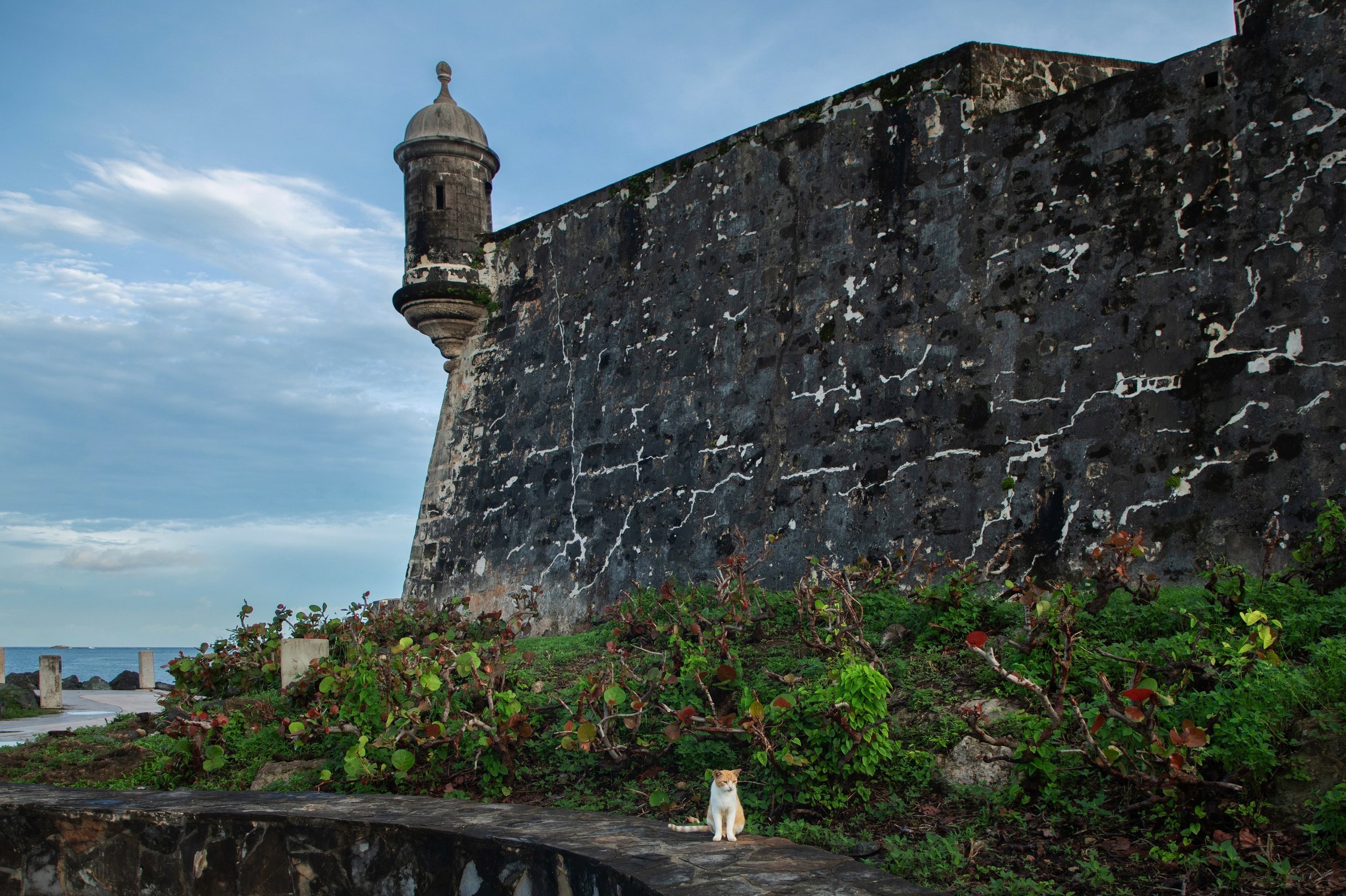 Cats-of-old-san-juan.jpg