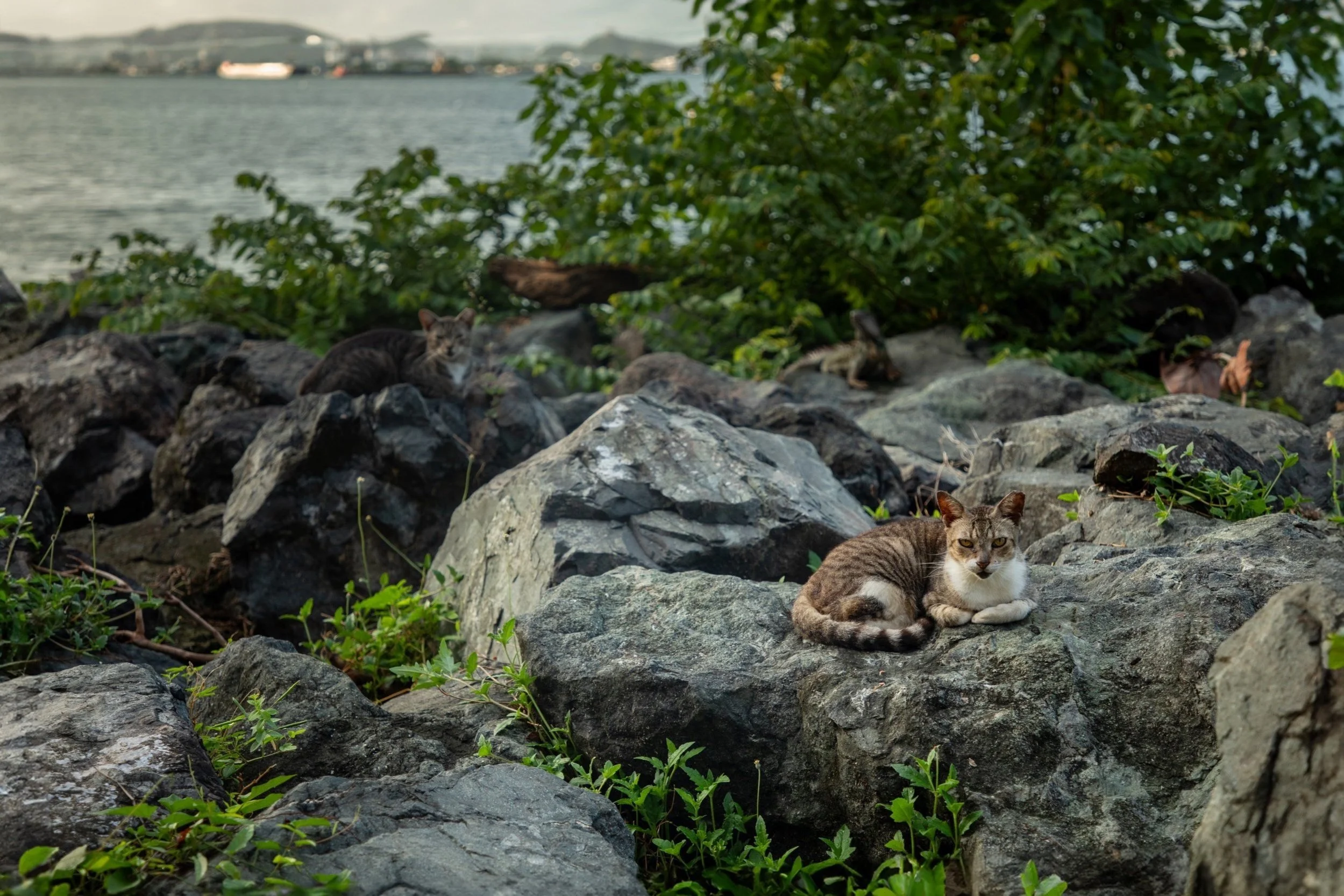 Cats-of-Old-San-Juan.jpg