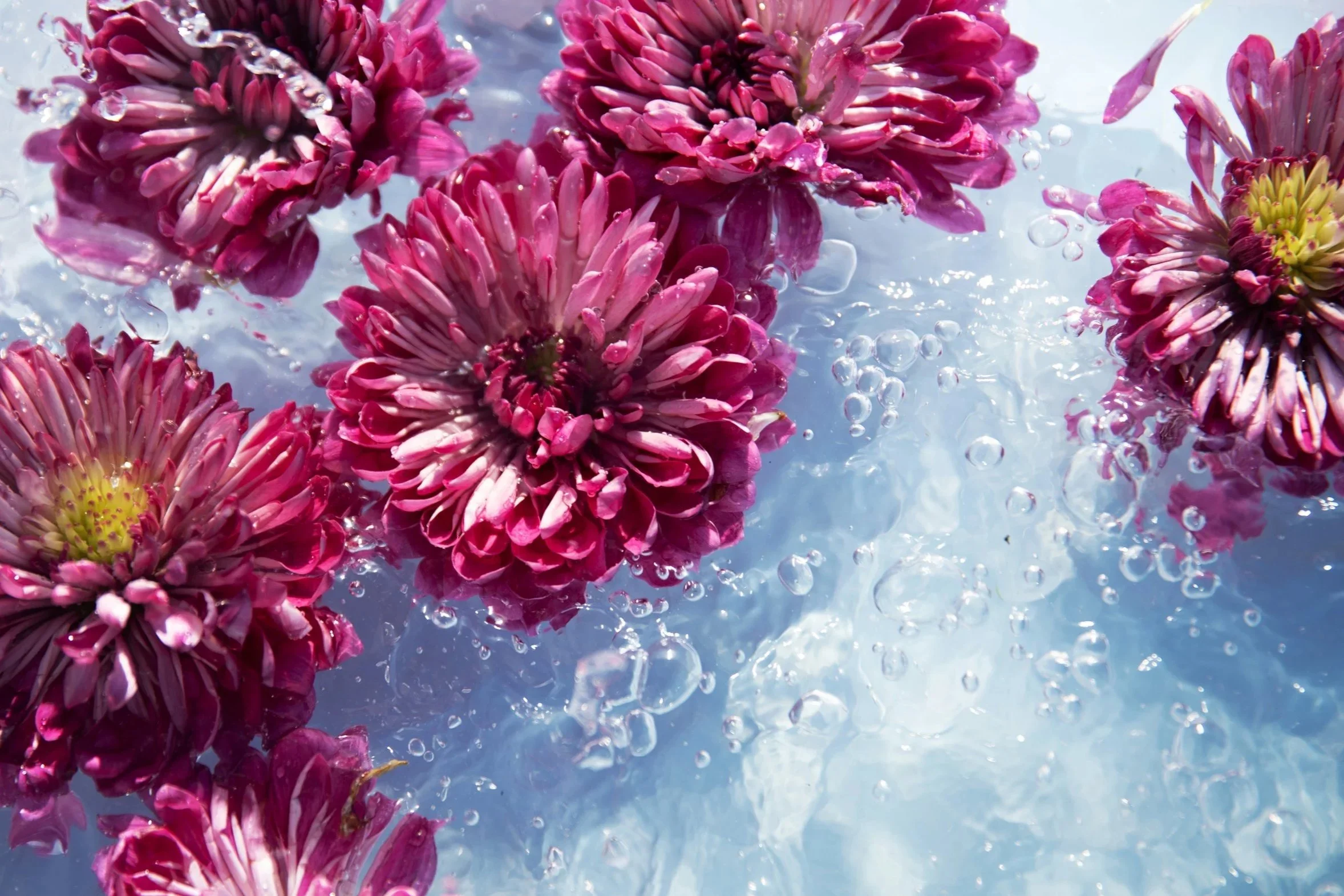 A cluster of vibrant purple flowers gently floating on the surface of serene blue water.