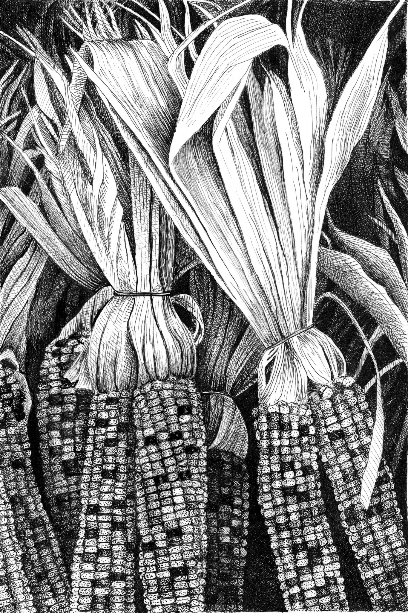 indian-corn.jpg