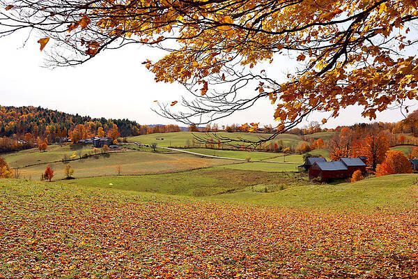 jenne-farm-autumn-leaves-lisa-cuipa.jpg