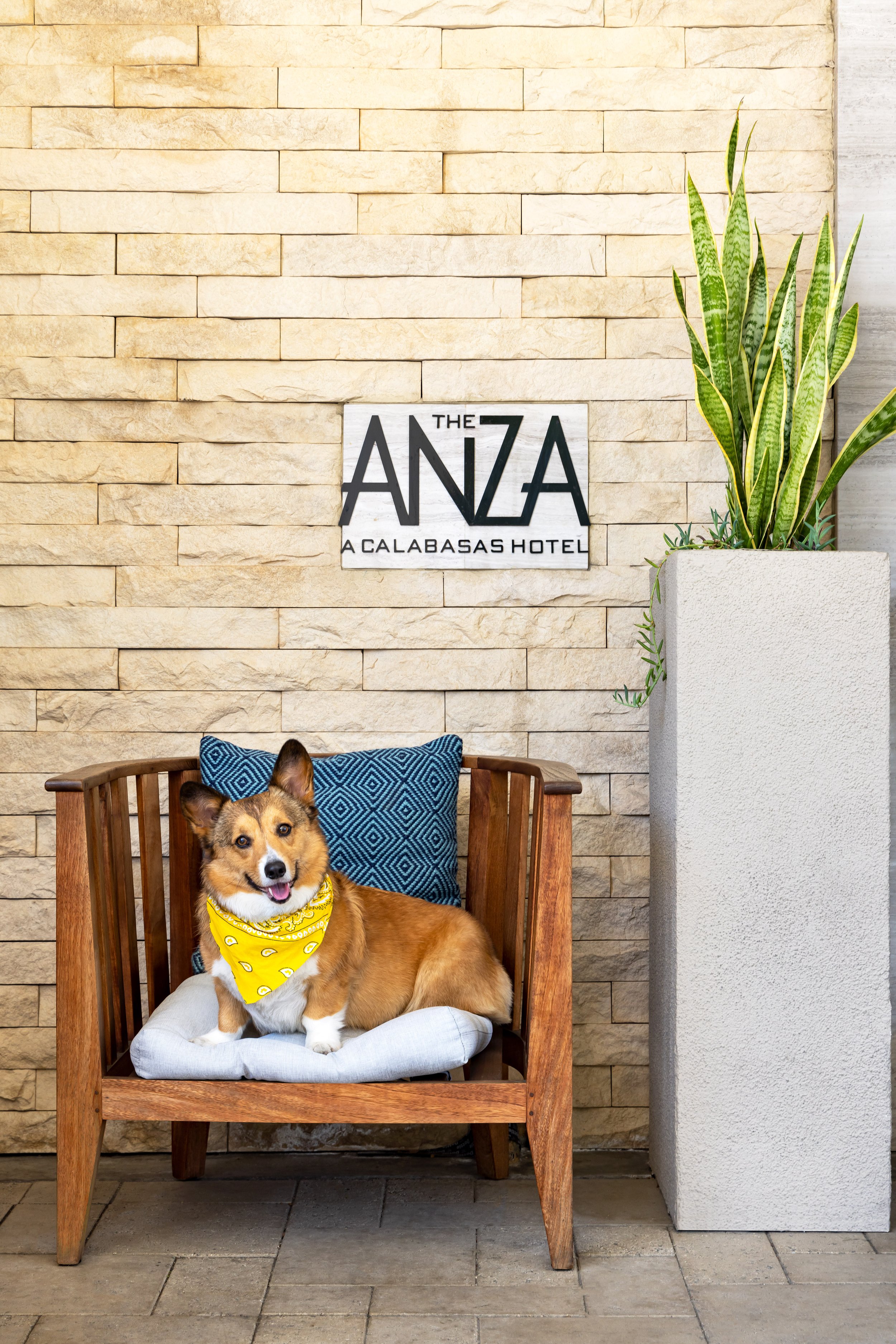 ANZA-Doggy-LG.jpg