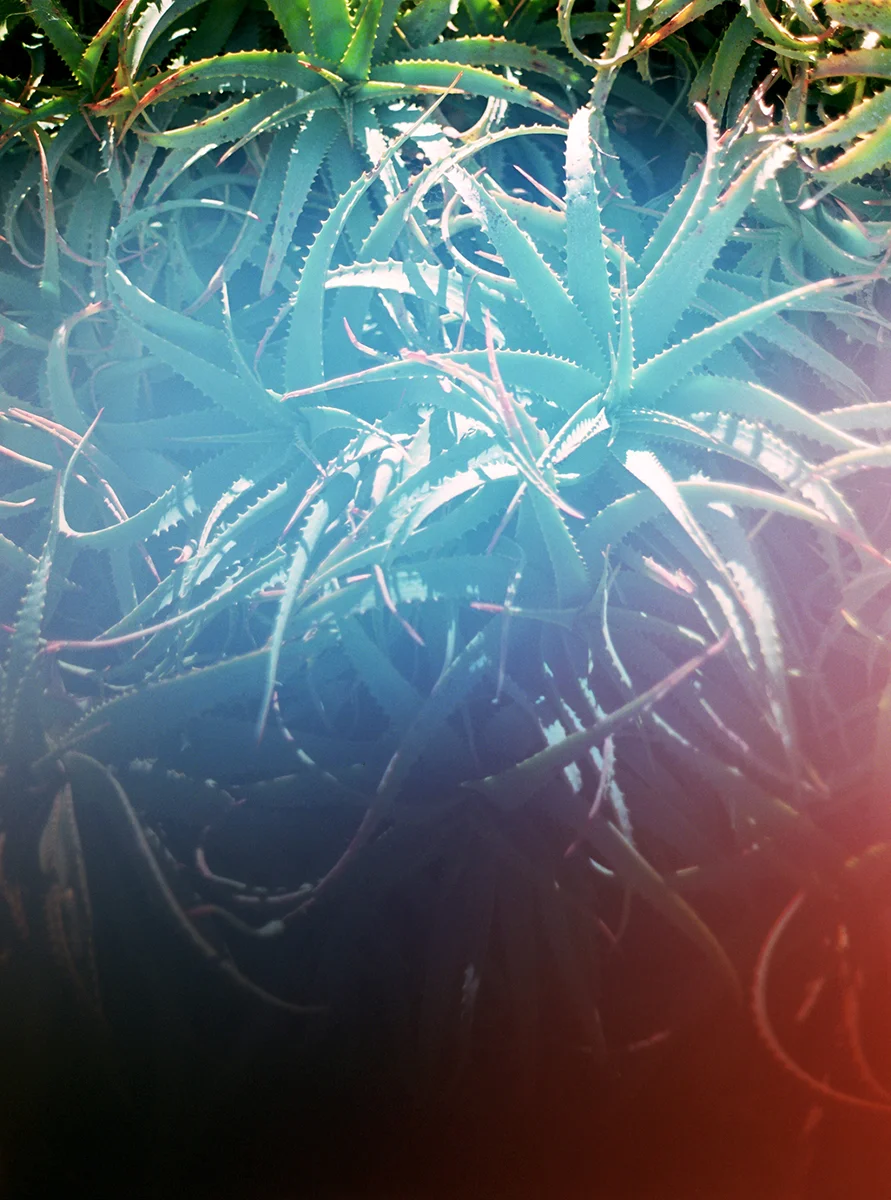 tommy_kwak_cactus5bfortyninepalmsoasis_14_1200.jpg