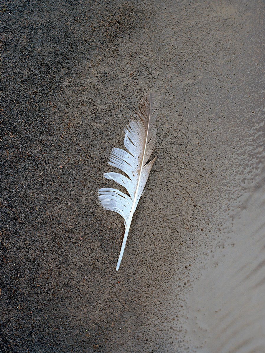 tommy_kwak_featherdyrholaey_10_1200.jpg