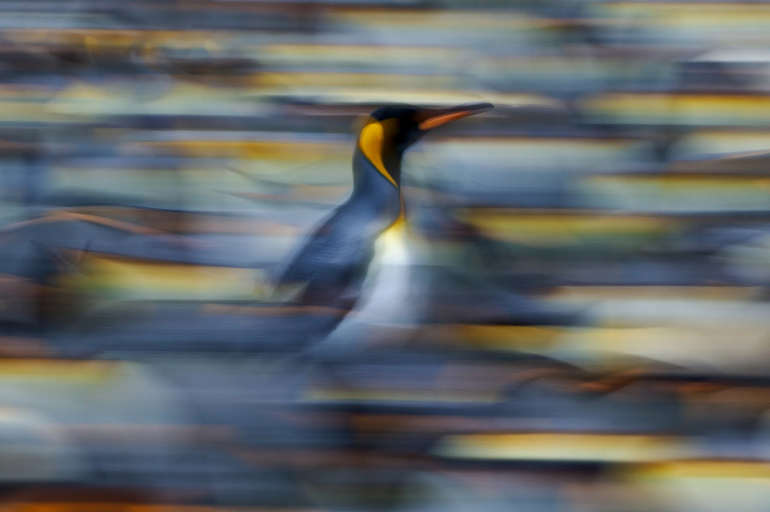 King Penguin (Aptenodytes patagonicus) running through a colony, Gold Harbor, South Georgia Island - pan and blur motion effect