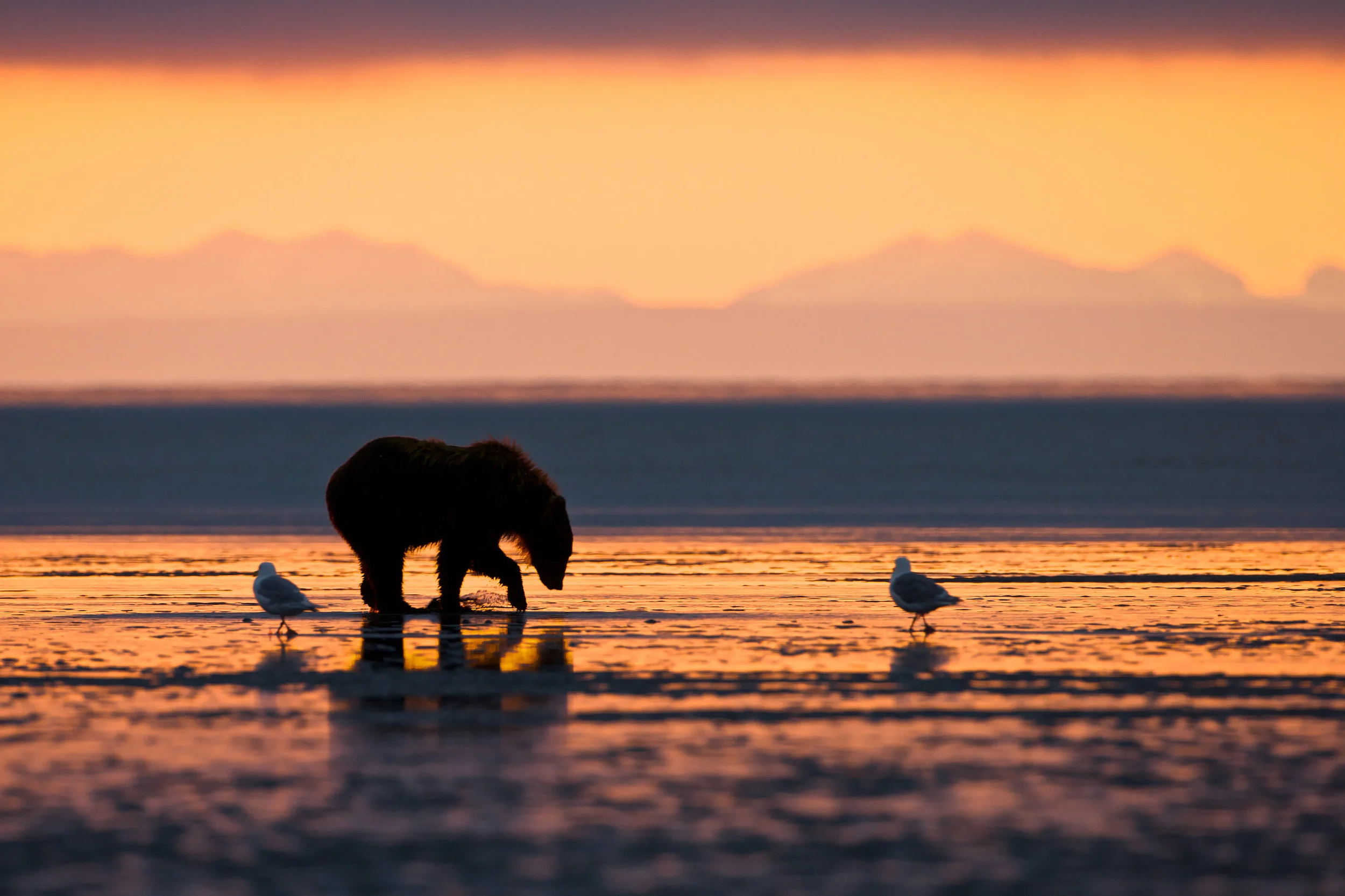 Grizzly Bear (Ursus arctos horribilis) looking for clams on a beach at low tide, Lake Clark NP, Cook Inlet, Alaska