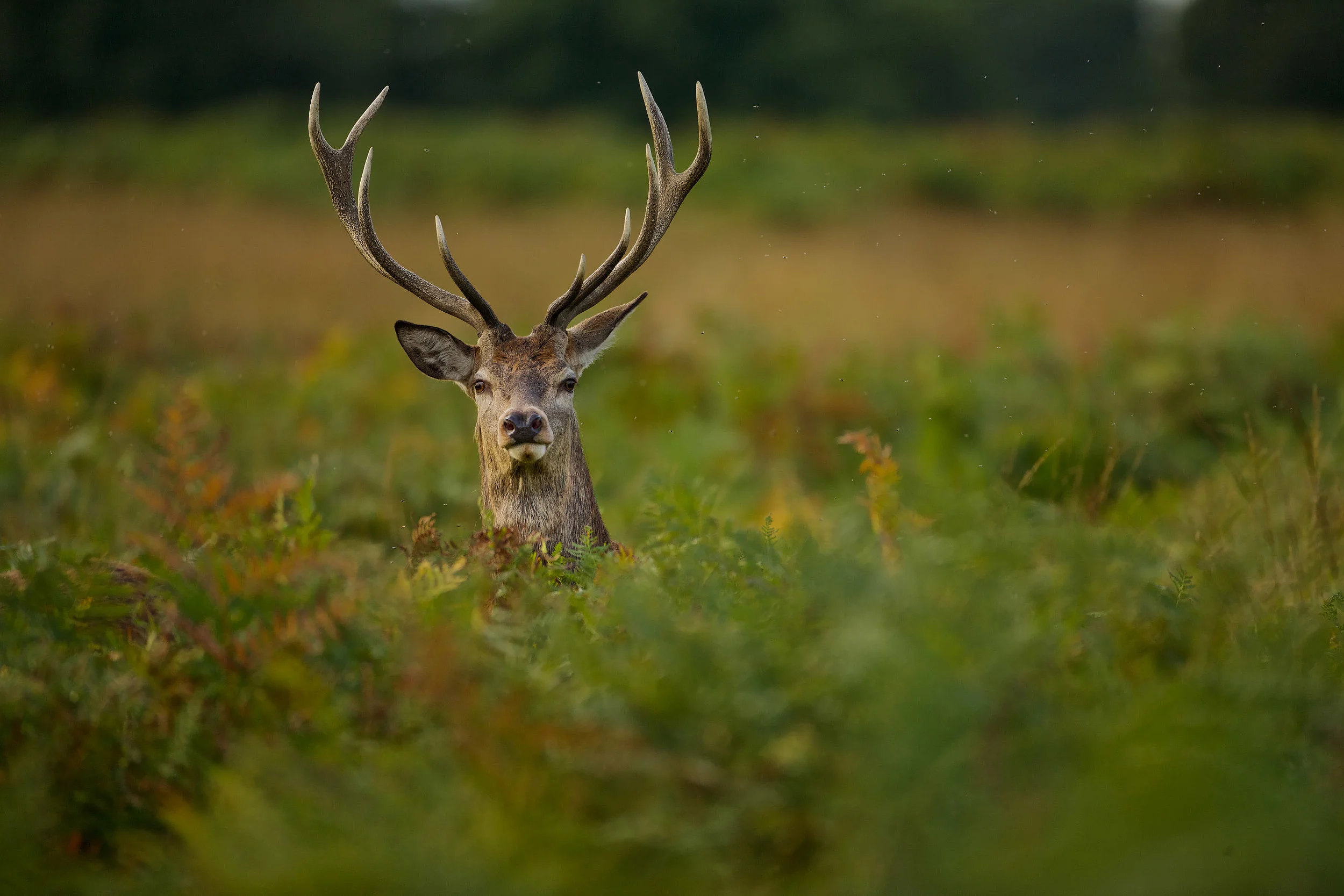 European Red Deer (Cervus elaphus) stag hiding in ferns. Autumn, Ritchmond Park, London, England, UK