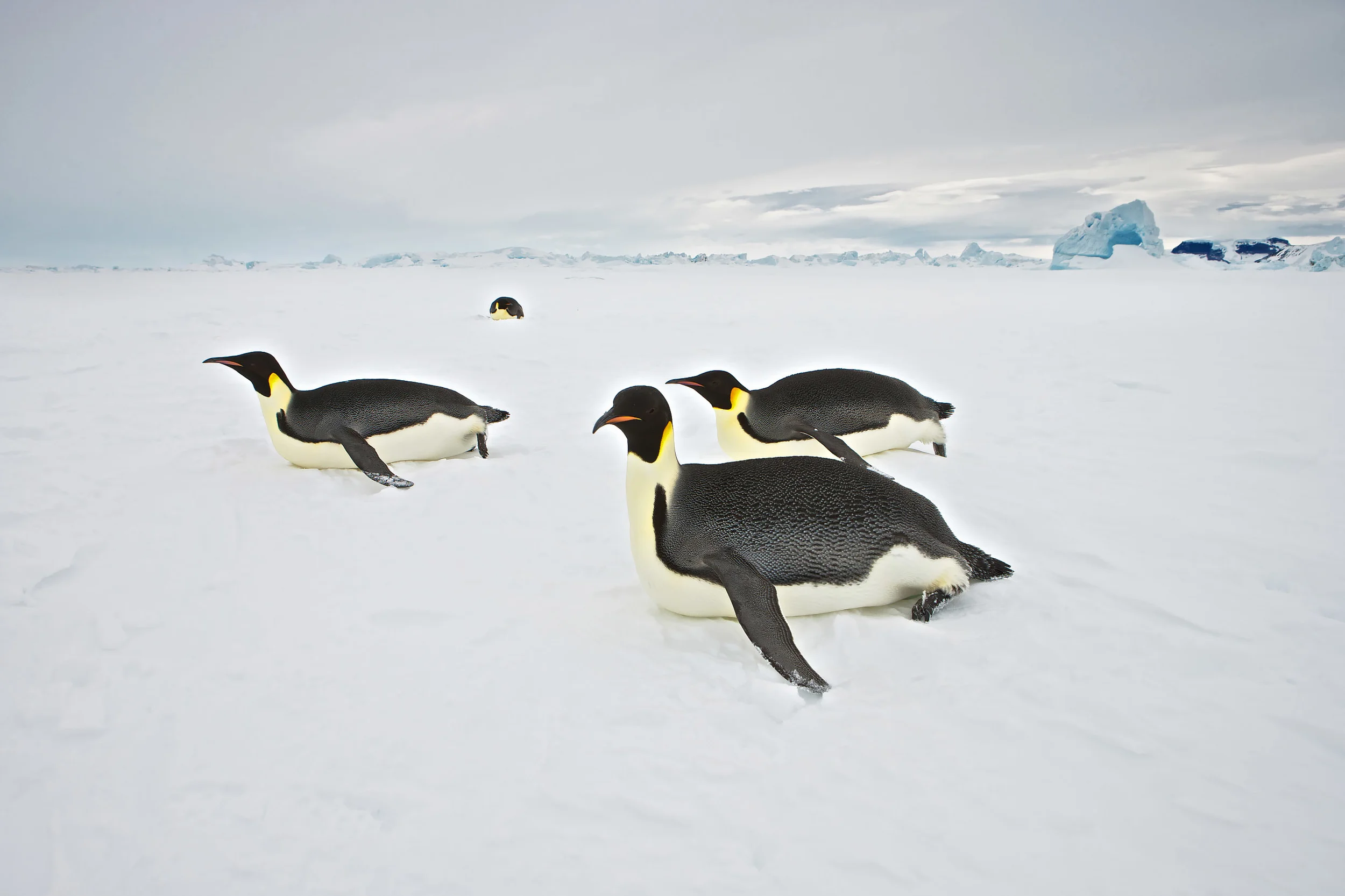 Emperor Penguin (Aptenodytes forsteri) toboganing, Snow Hill Island, Weddel Sea, Antarctica