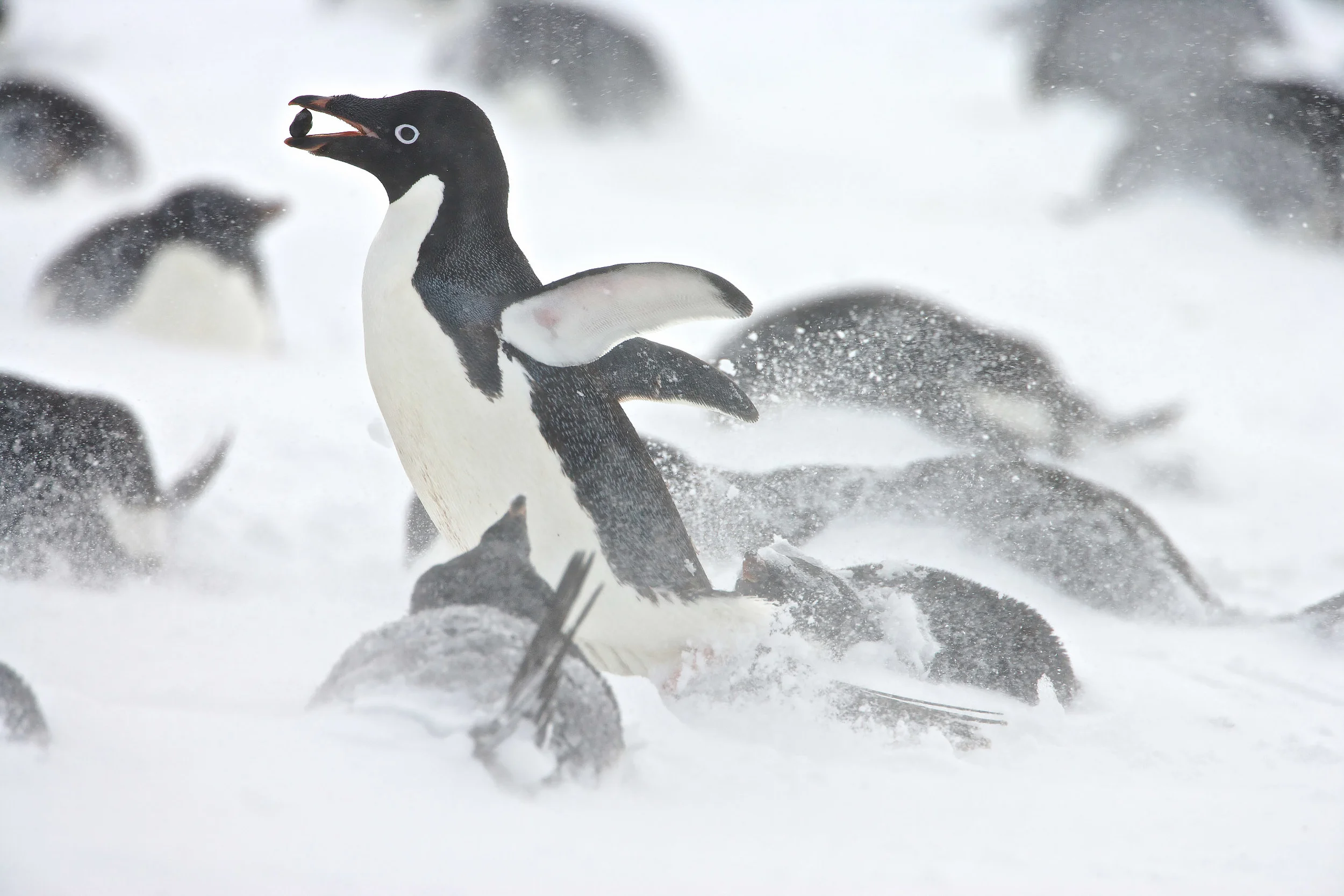 Adelie Penguin (Pygoscelis adeliae) collecting stones for nest building in the snow during a storm, Brown Bluff, Antarctica.