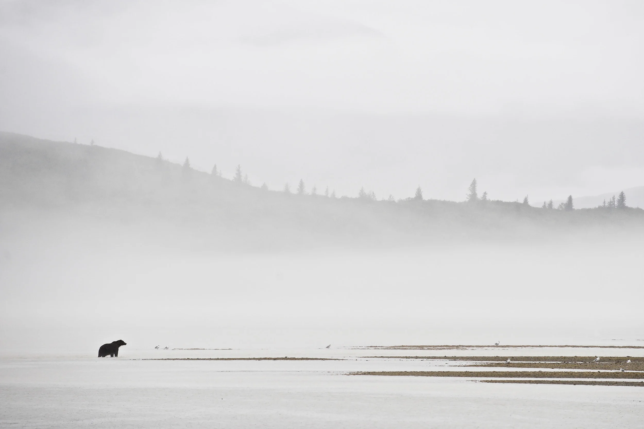 Coastal brown bear (Ursus arctors gyas), Katmai, Alaska