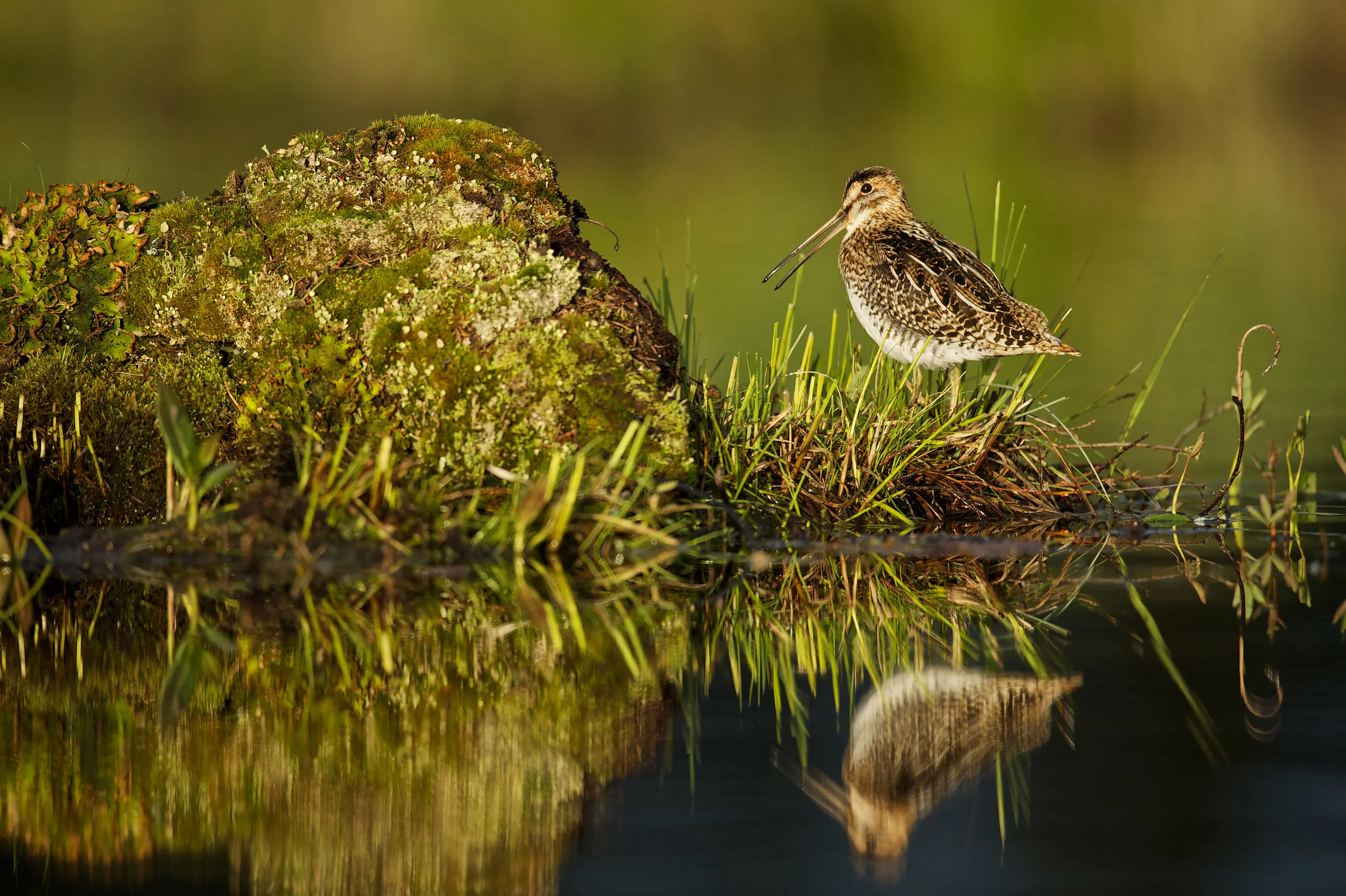 Wilson's snipe (Gallinago delicata)