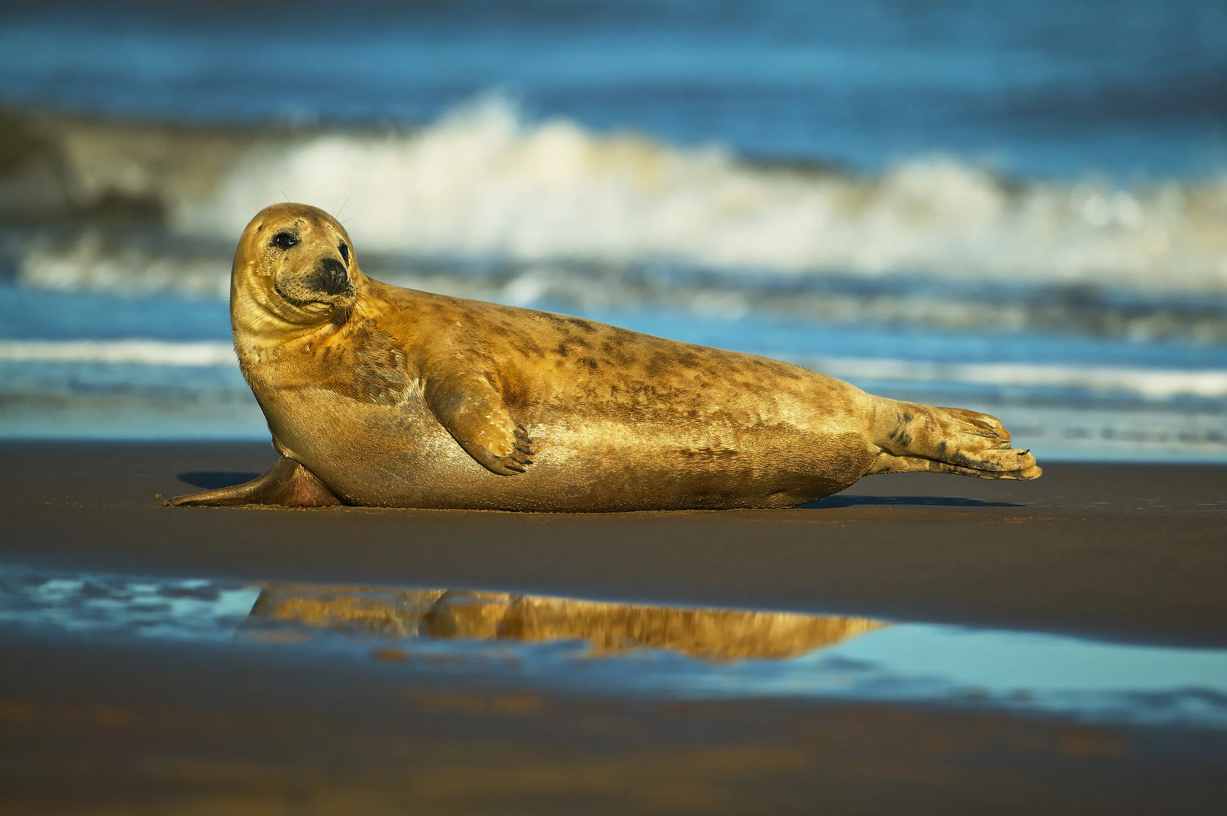 A common or harbor seal (Phoca vitulina), rests on a beach