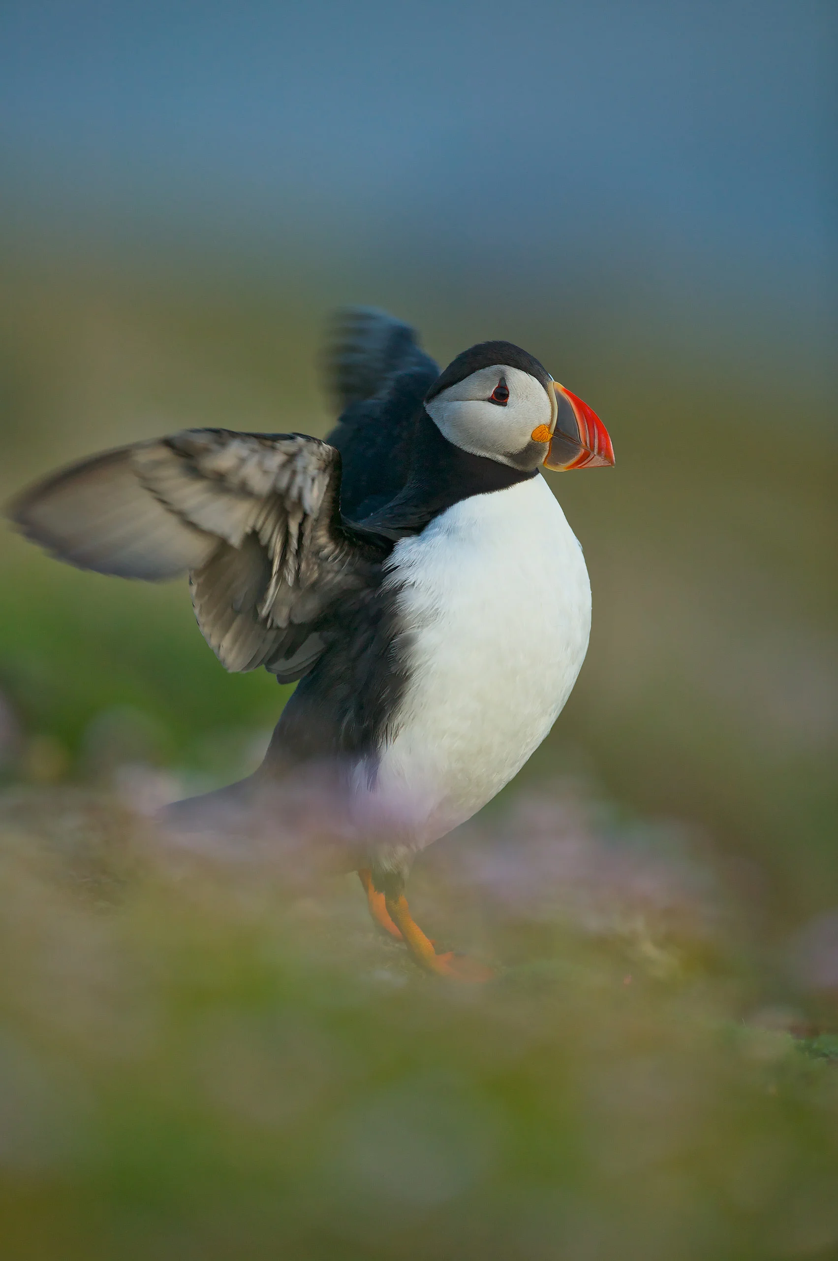 Atlantic Puffin (Fratercula arctica) and flowers (Armeria maritima)